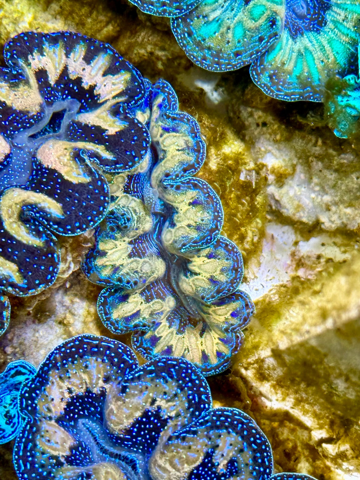 Captive Bred Cultured Tridacna Clam 2” to 2.5 inches J