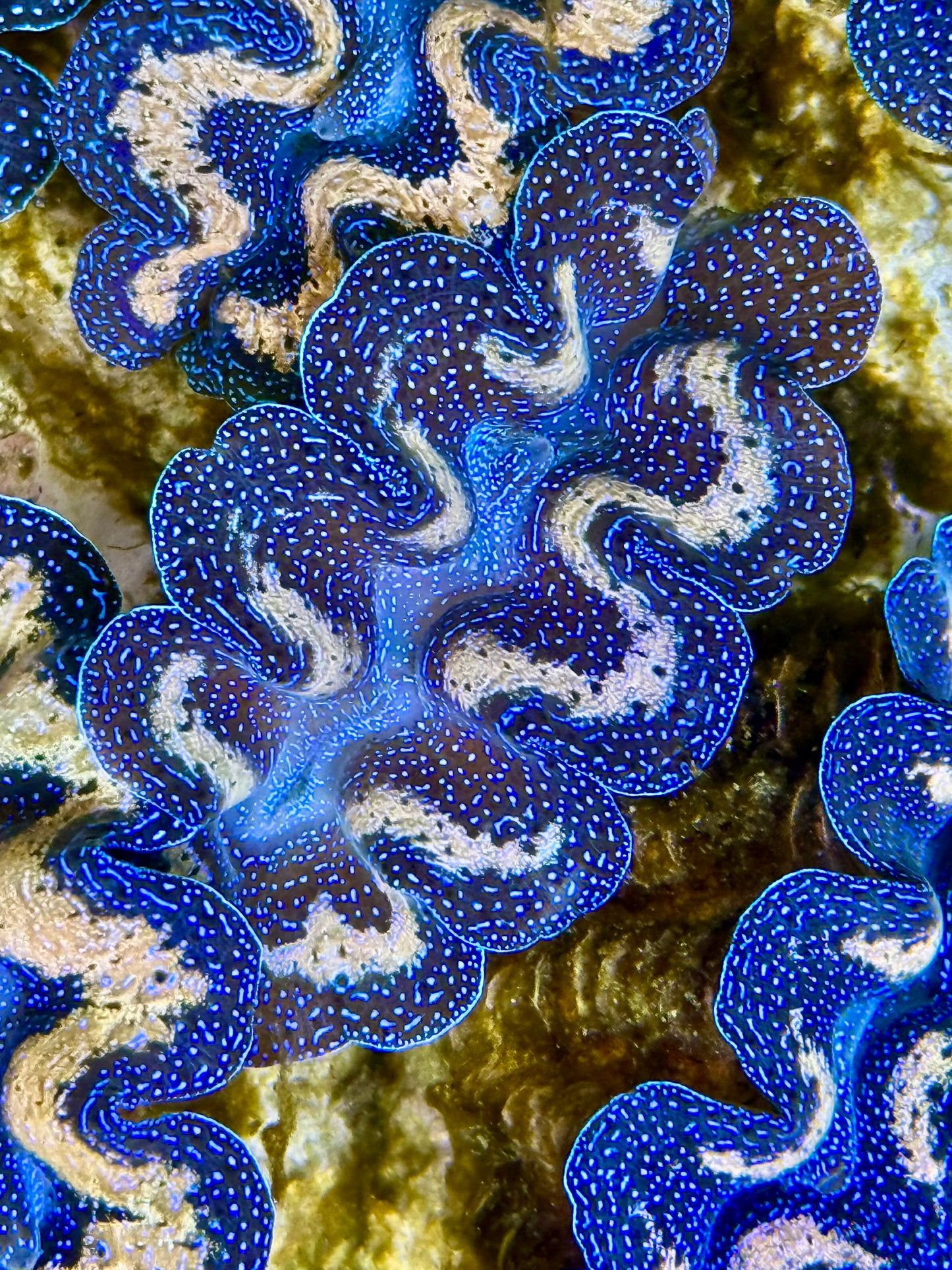 Captive Bred Cultured Tridacna Clam 2” to 2.5 inches J