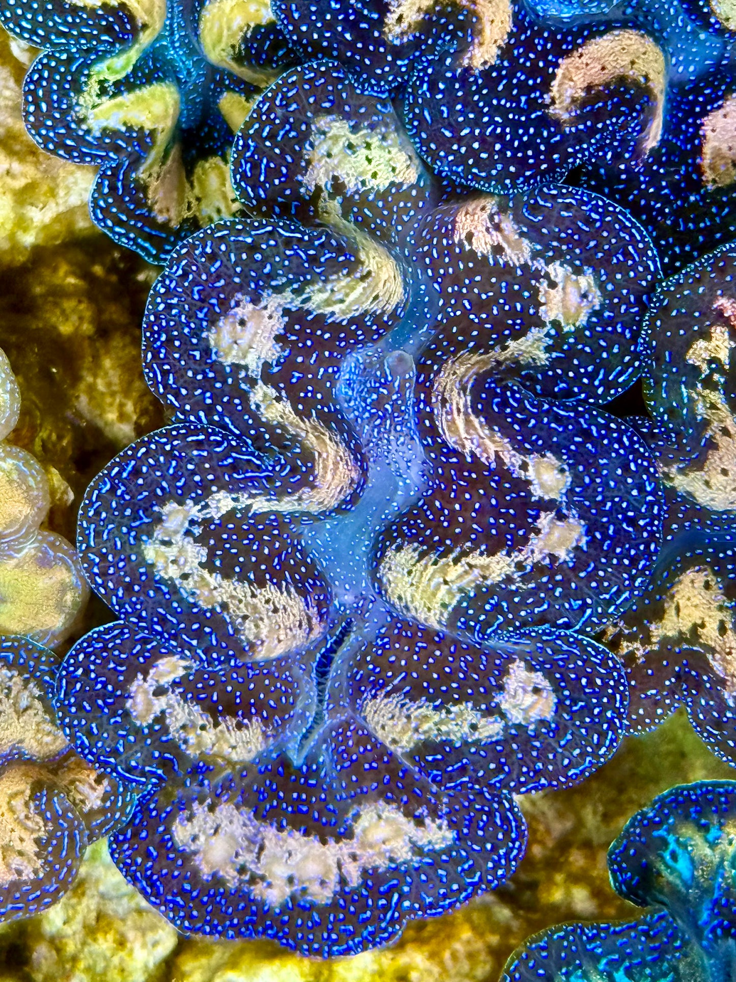 Captive Bred Cultured Tridacna Clam 2” to 2.5 inches J