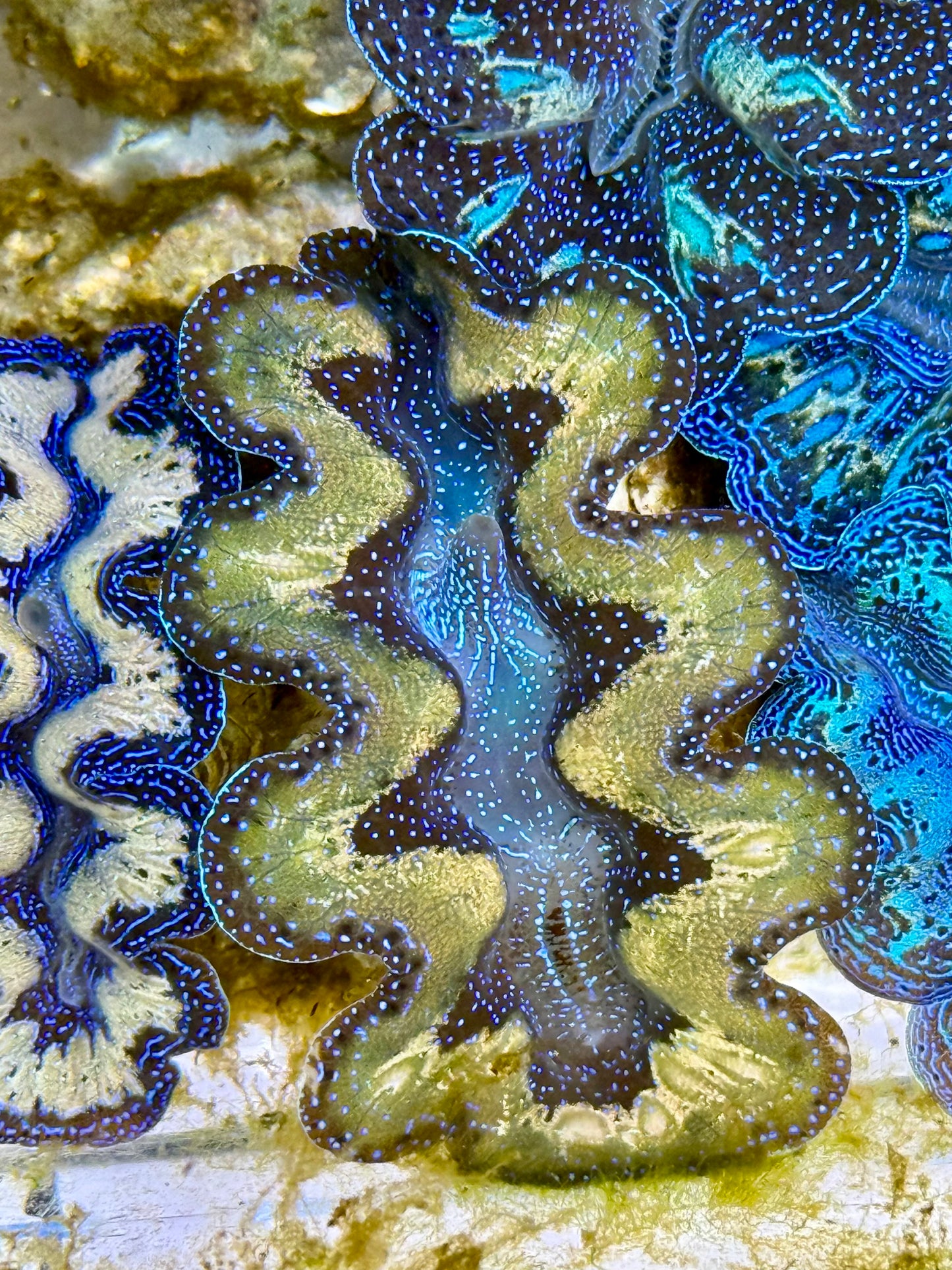 Captive Bred Cultured Tridacna Clam 2” to 2.5 inches K