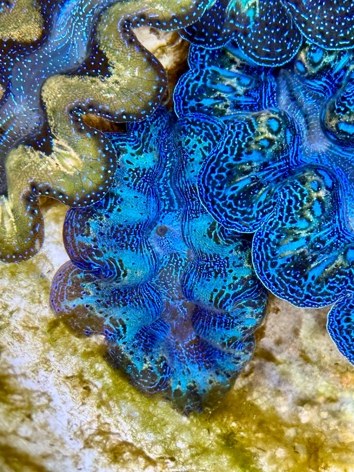 Captive Bred Cultured Rainbow Tridacna Clam 2” to 2.5 inches K