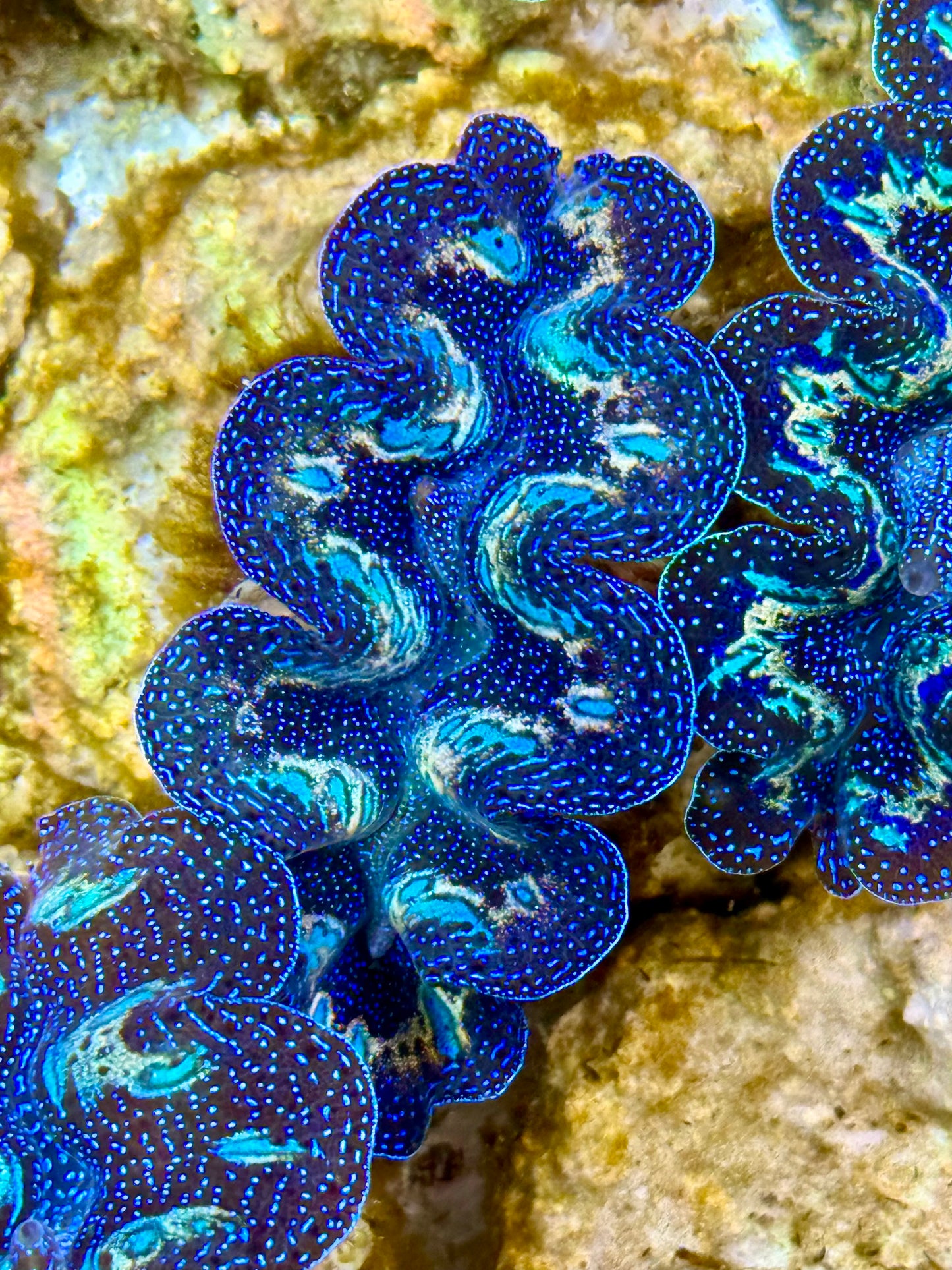 Captive Bred Cultured Rainbow Tridacna Clam 2” to 2.5 inches K