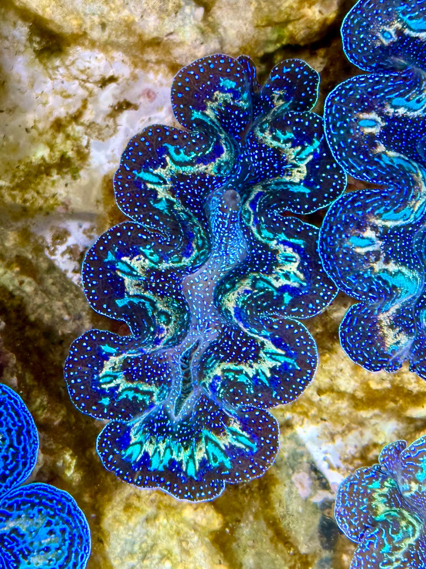 Captive Bred Cultured Rainbow Tridacna Clam 2” to 2.5 inches K