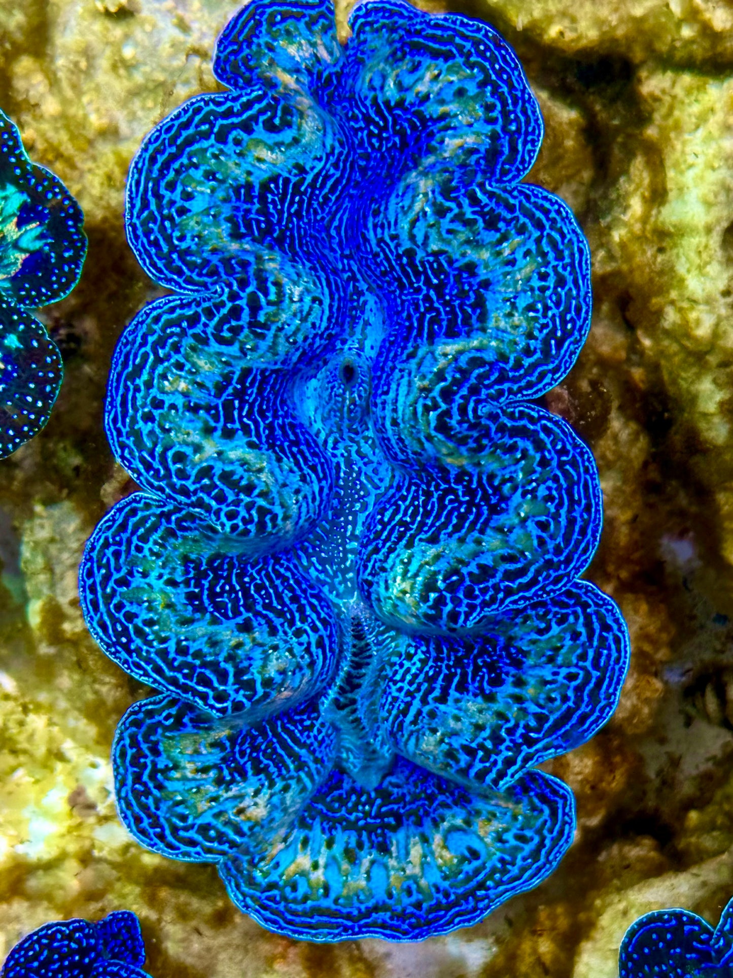 Captive Bred Cultured Rainbow Tridacna Clam 2” to 2.5 inches K