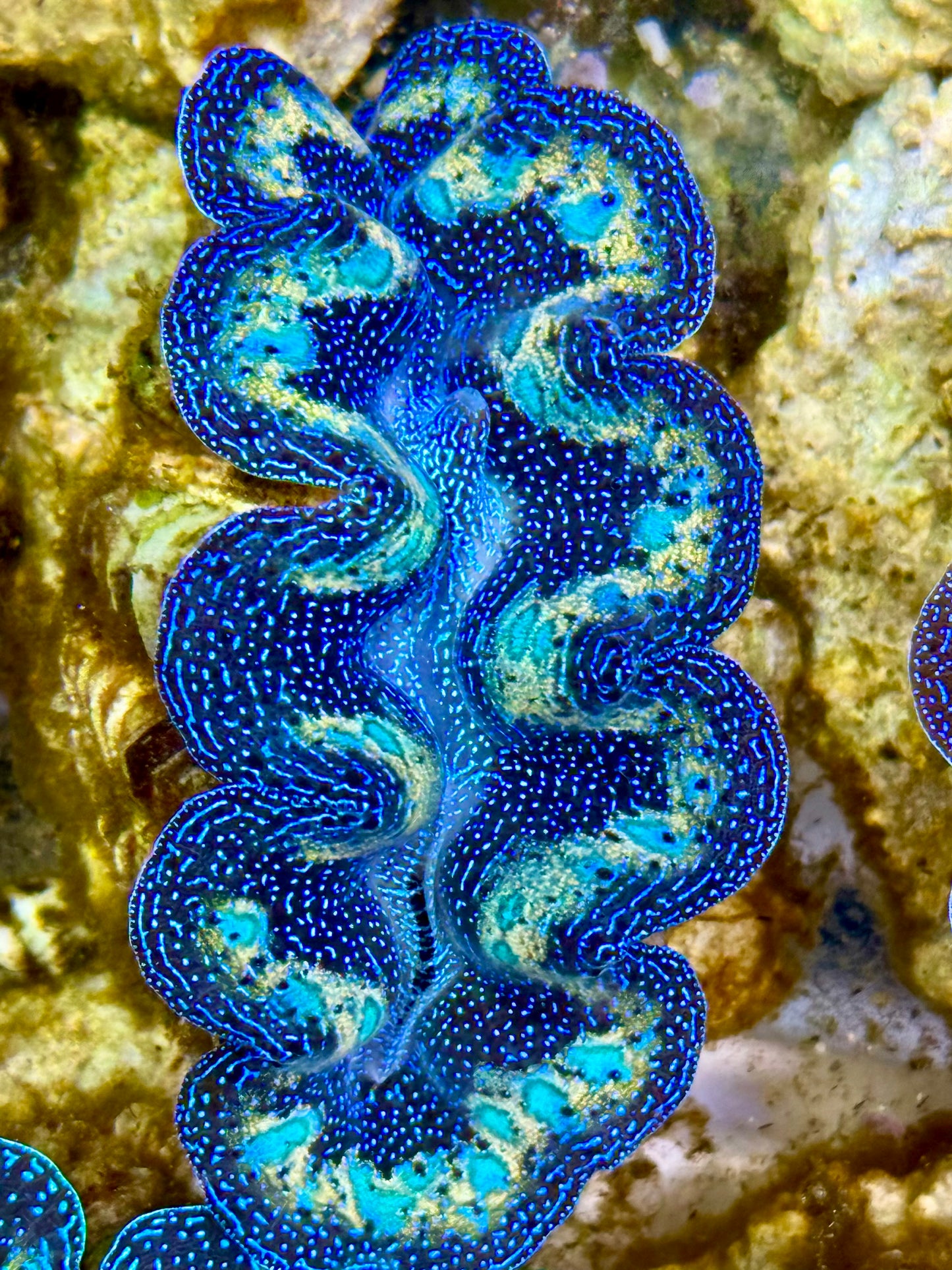 Captive Bred Cultured Rainbow Tridacna Clam 2” to 2.5 inches K