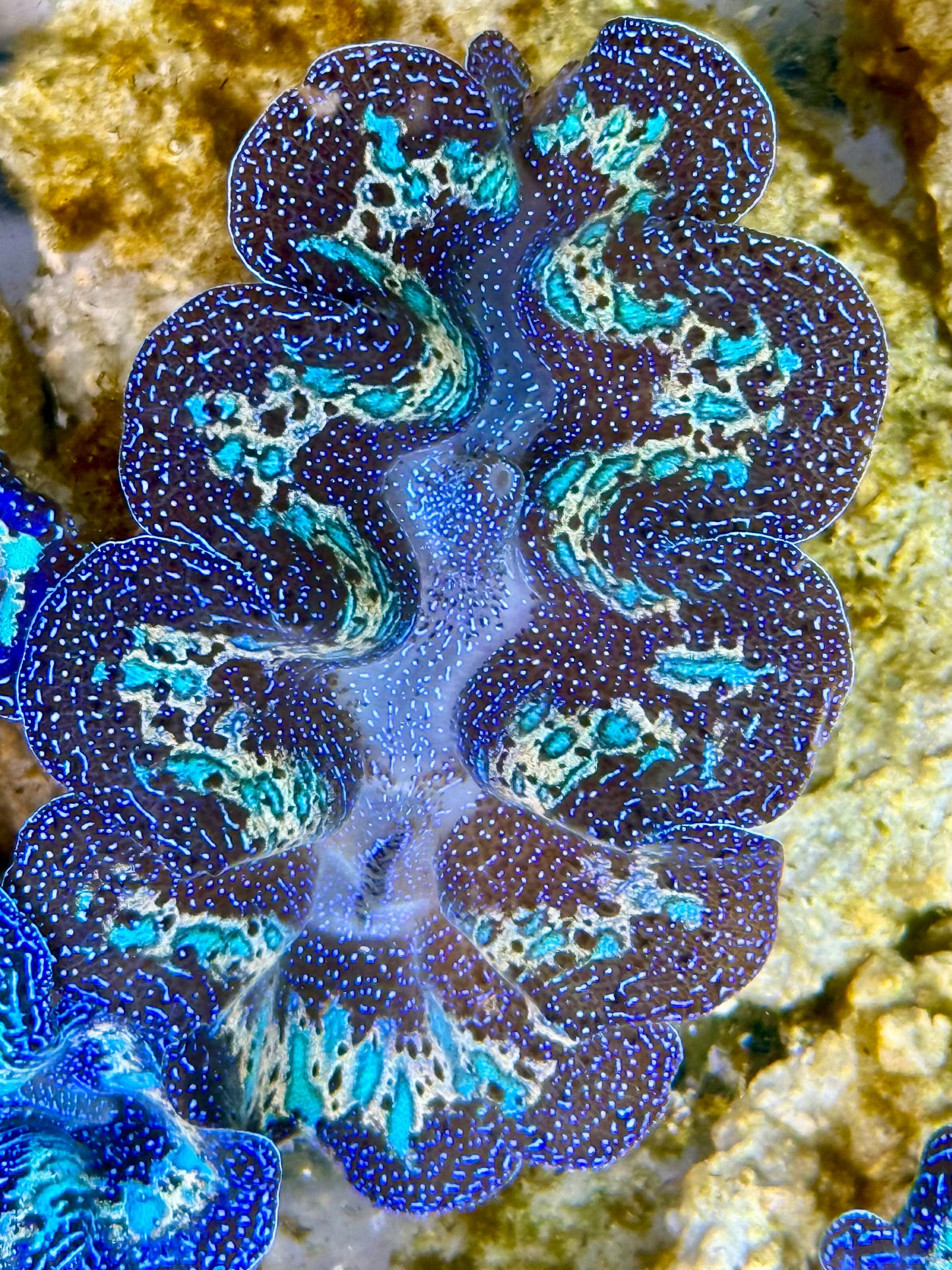 Captive Bred Cultured Rainbow Tridacna Clam 2” to 2.5 inches K