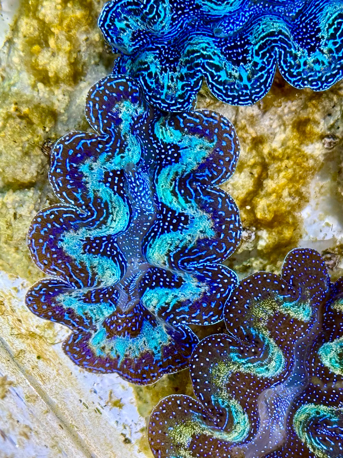 Captive Bred Cultured Rainbow Tridacna Clam 2” to 2.5 inches K