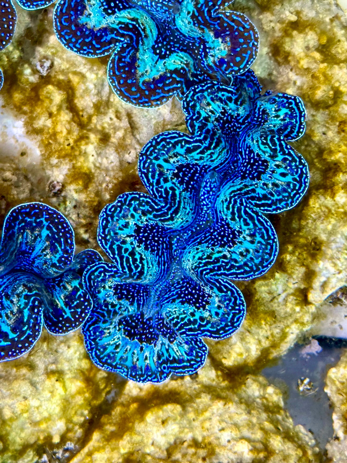 Captive Bred Cultured Rainbow Tridacna Clam 2” to 2.5 inches K