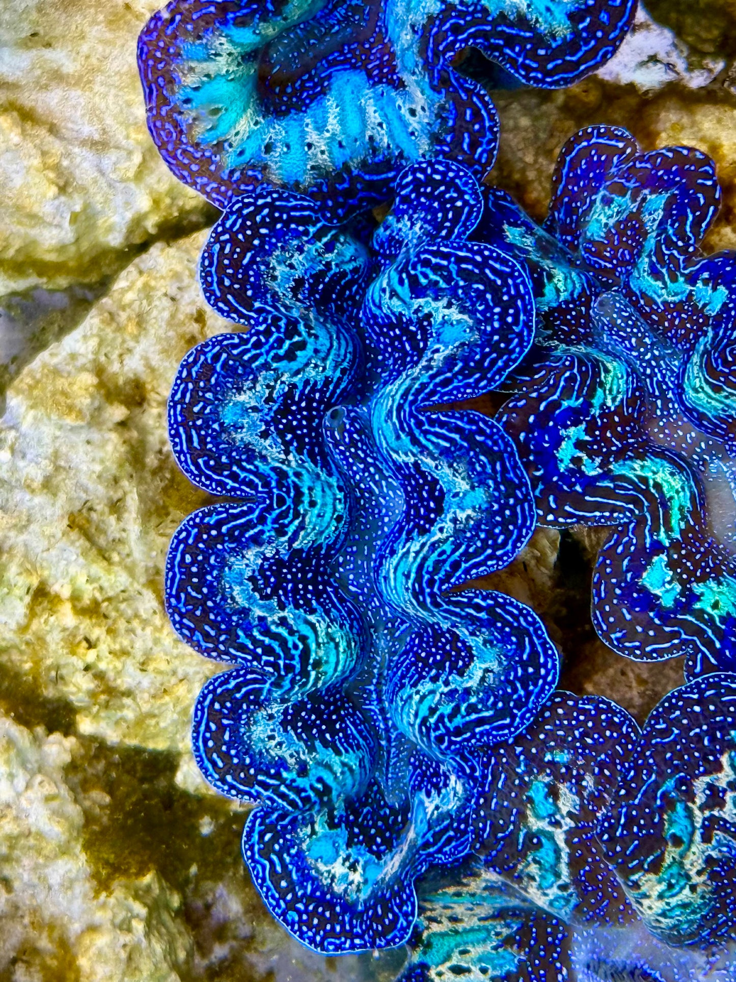 Captive Bred Cultured Rainbow Tridacna Clam 2” to 2.5 inches K