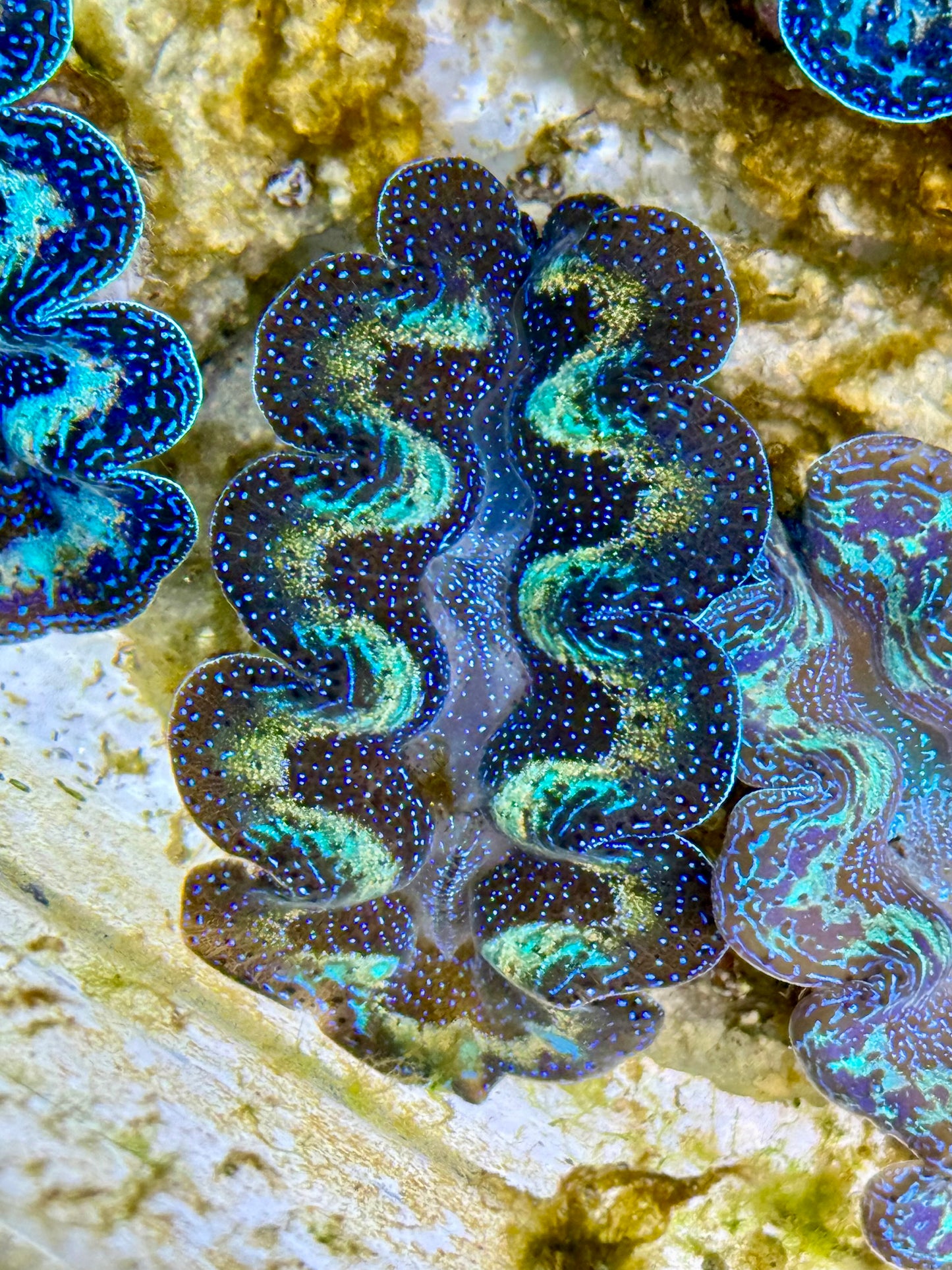 Captive Bred Cultured Rainbow Tridacna Clam 2” to 2.5 inches K
