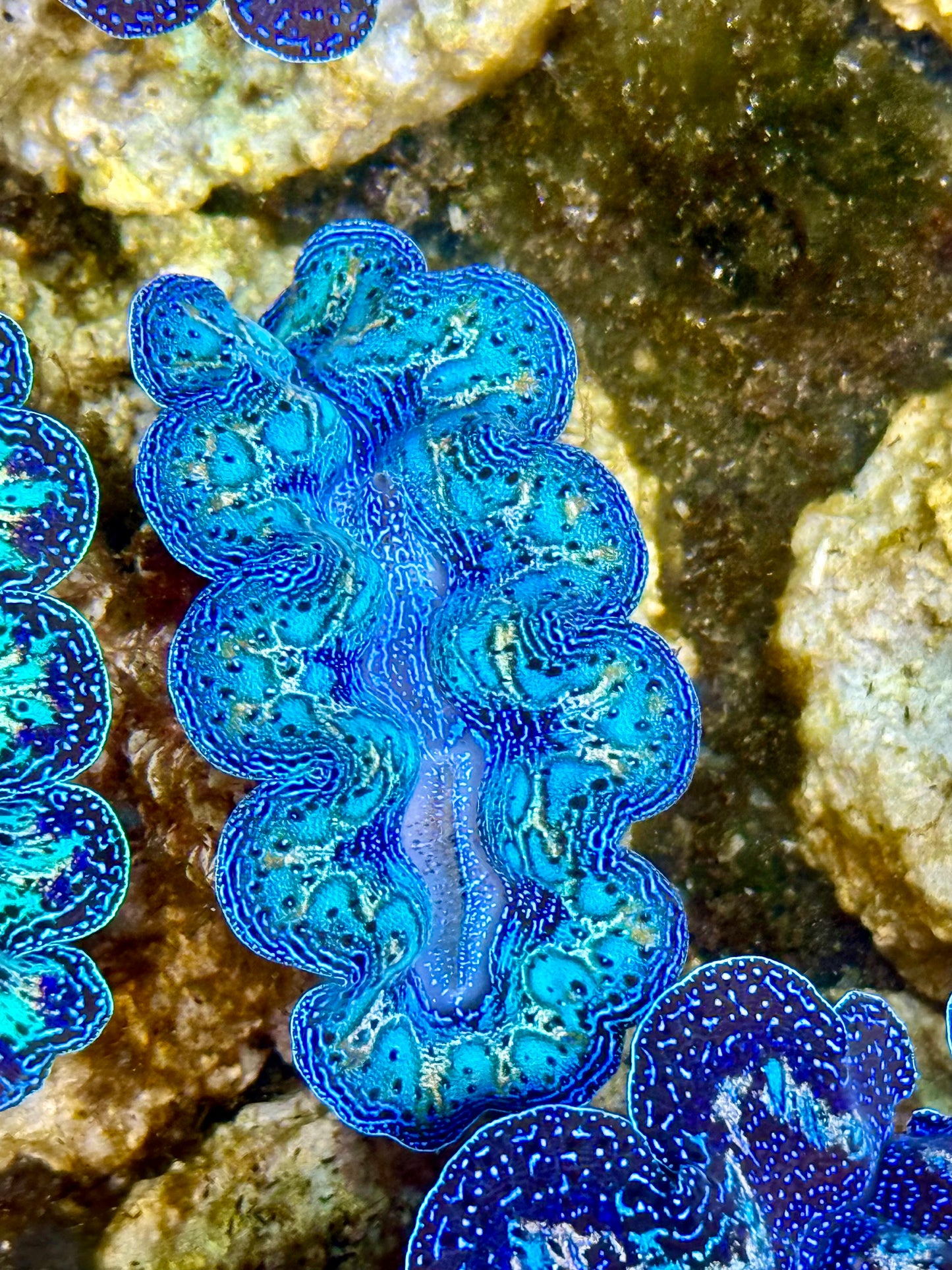 Captive Bred Cultured Rainbow Tridacna Clam 2” to 2.5 inches K