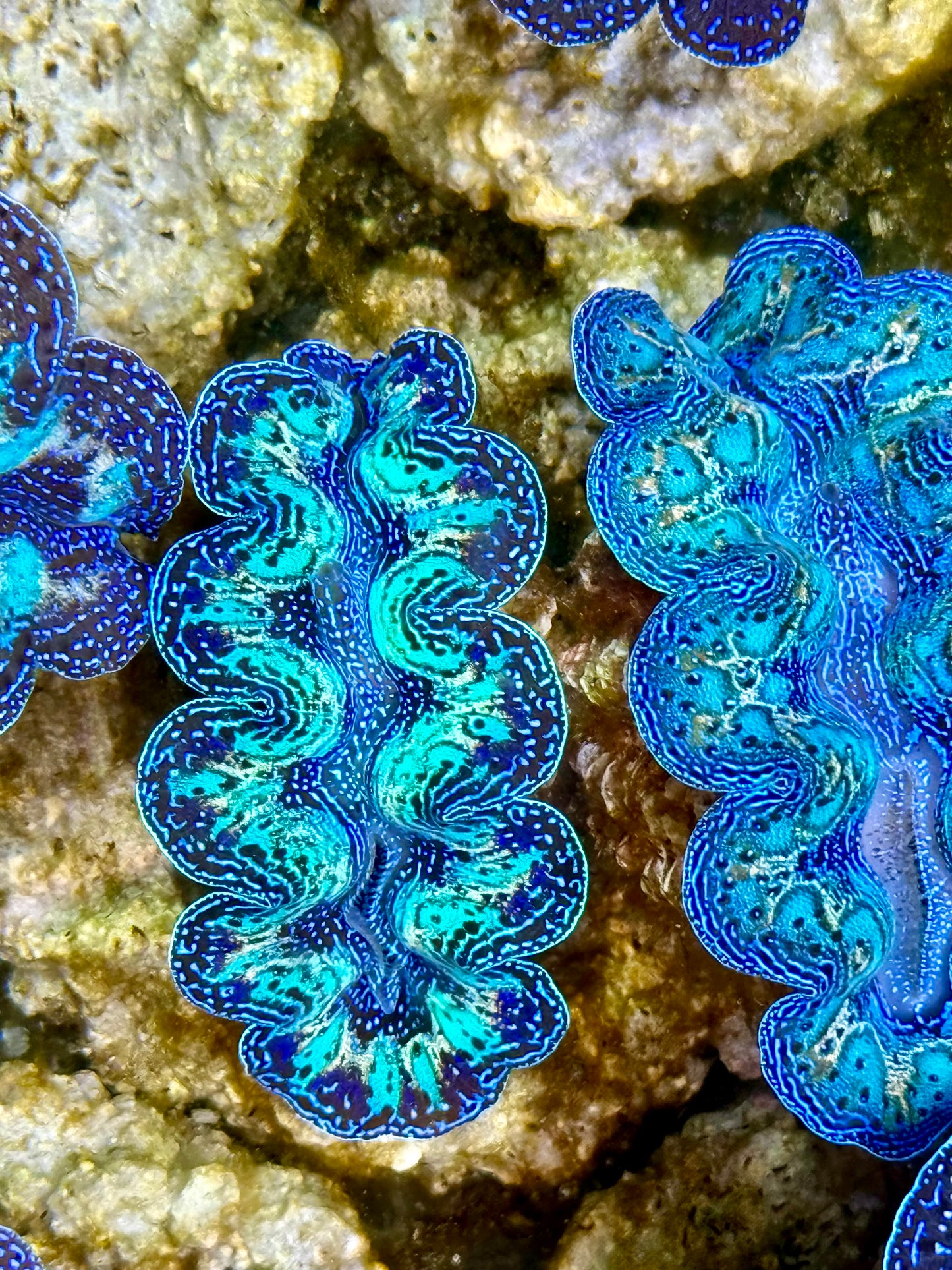 Captive Bred Cultured Rainbow Tridacna Clam 2” to 2.5 inches K