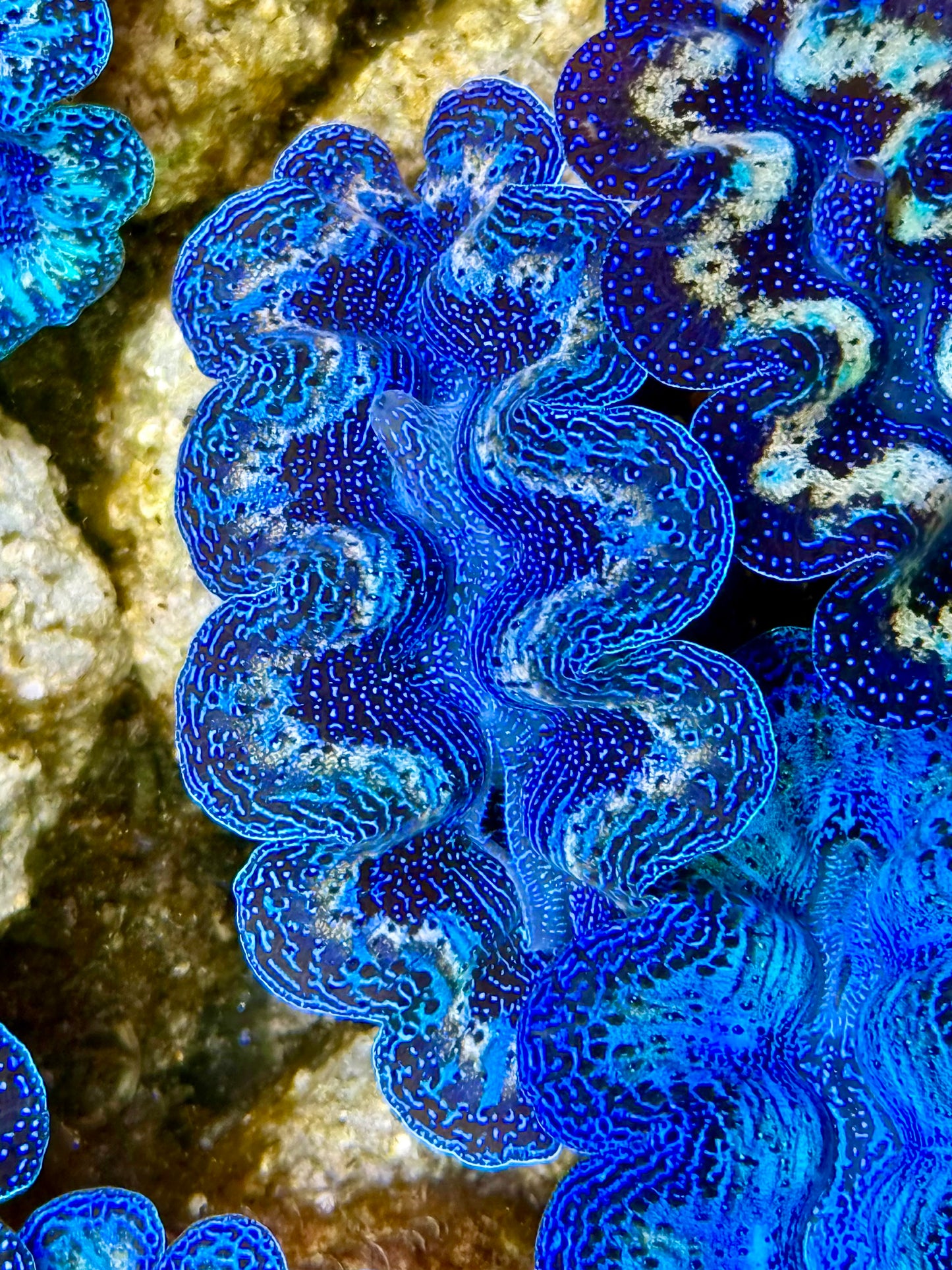 Captive Bred Cultured Rainbow Tridacna Clam 2” to 2.5 inches K