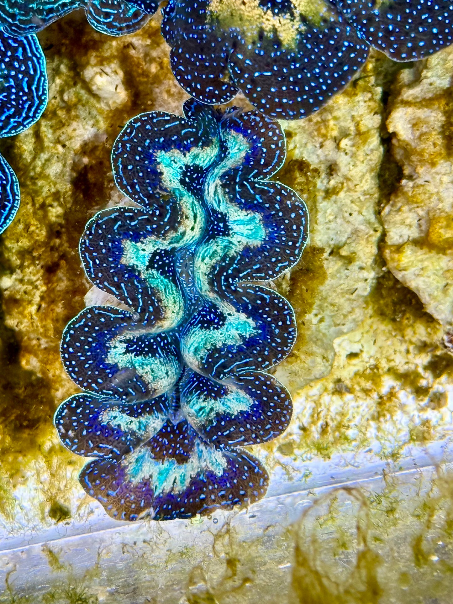 Captive Bred Cultured Rainbow Tridacna Clam 2” to 2.5 inches K