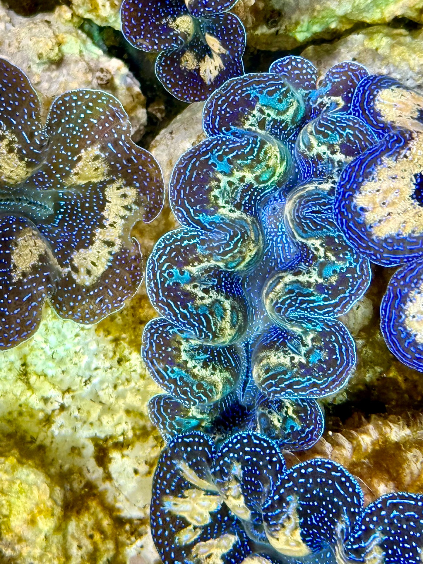 Captive Bred Cultured Rainbow Tridacna Clam 2” to 2.5 inches K