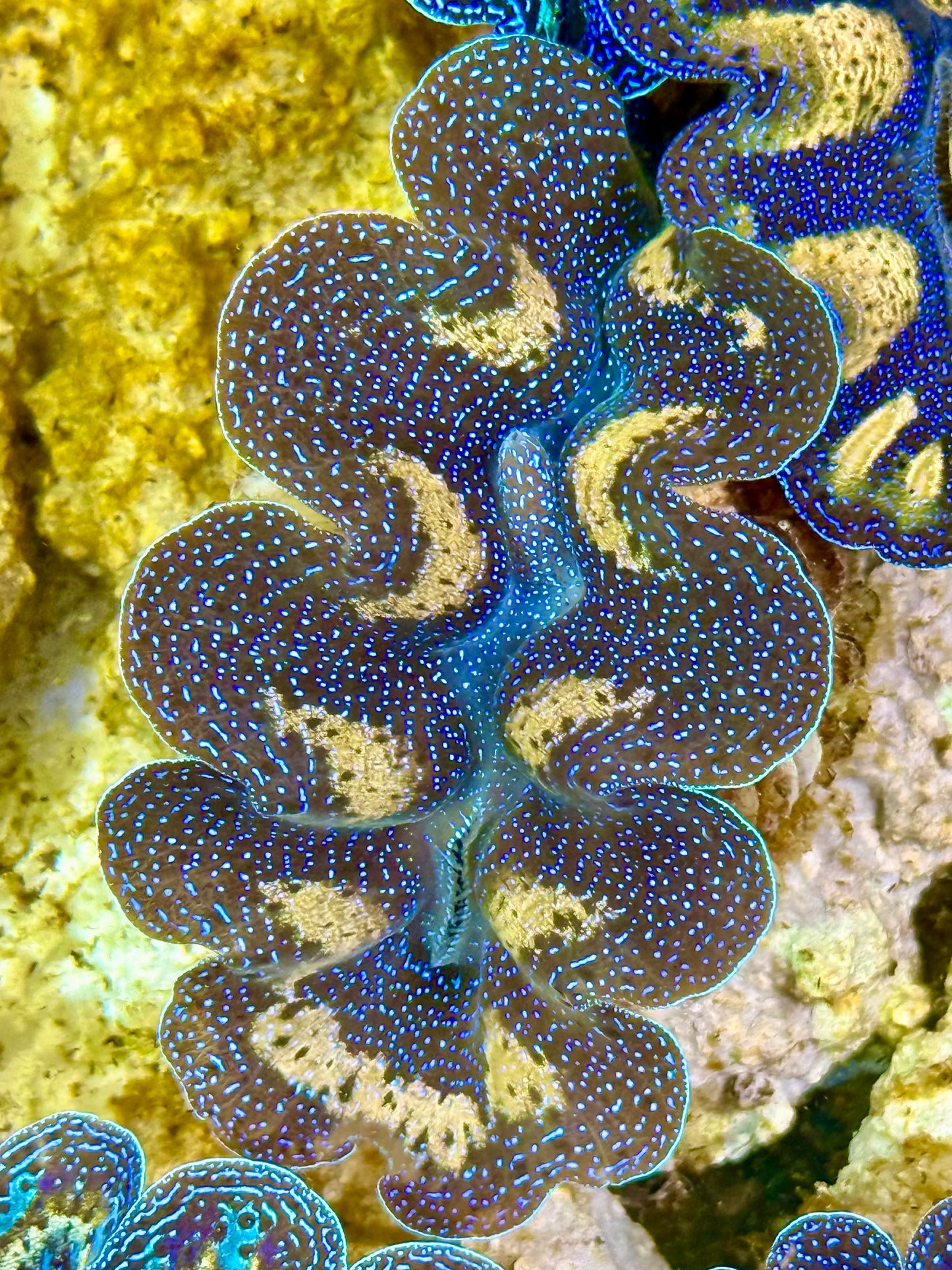 Captive Bred Cultured Tridacna Clam 2” to 2.5 inches K