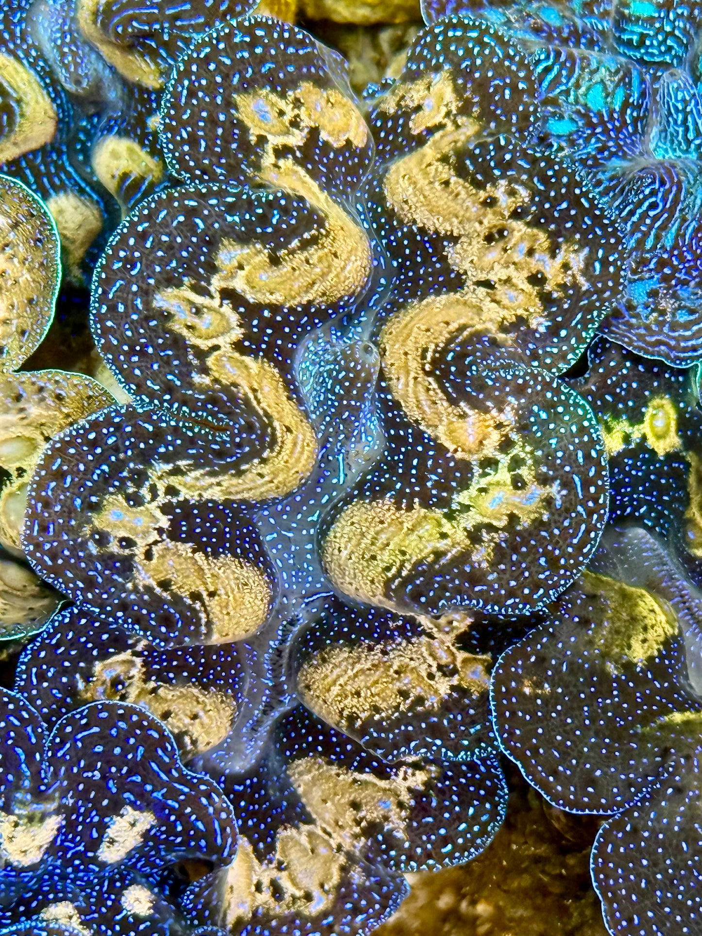 Captive Bred Cultured Tridacna Clam 2” to 2.5 inches K