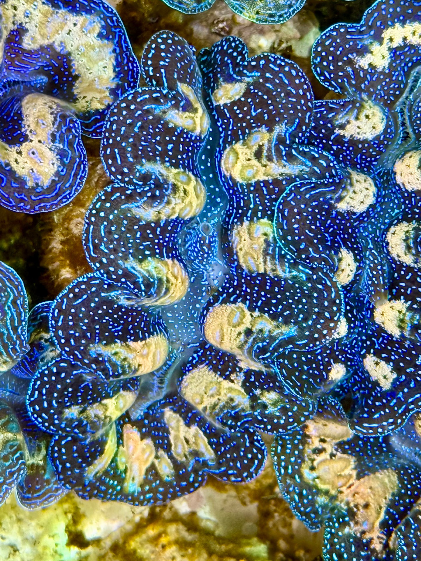 Captive Bred Cultured Tridacna Clam 2” to 2.5 inches K