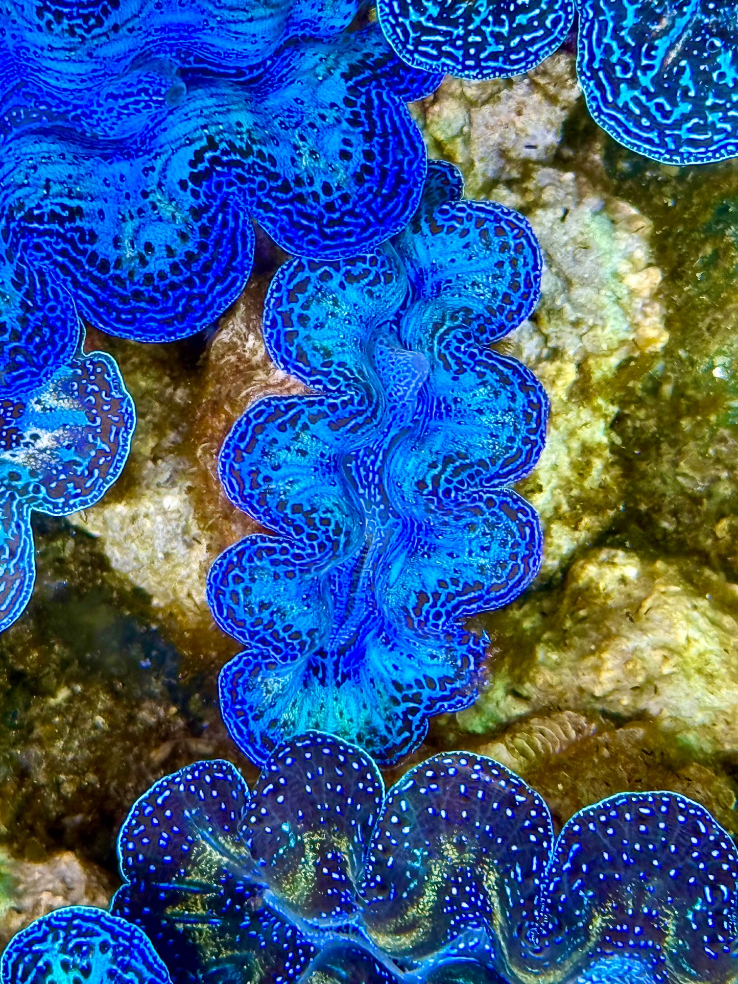 Captive Bred Cultured Rainbow Tridacna Clam 2” to 2.5 inches K