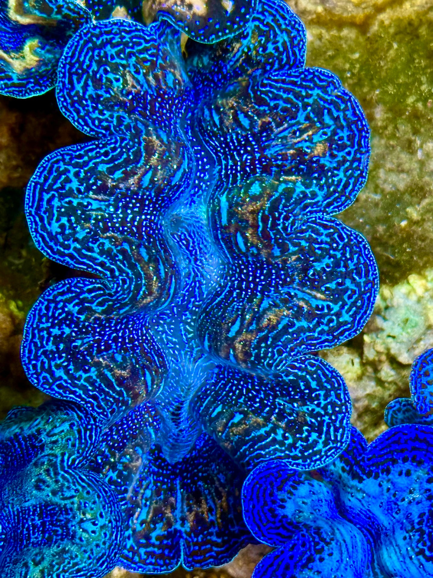 Captive Bred Cultured Rainbow Tridacna Clam 2” to 2.5 inches K