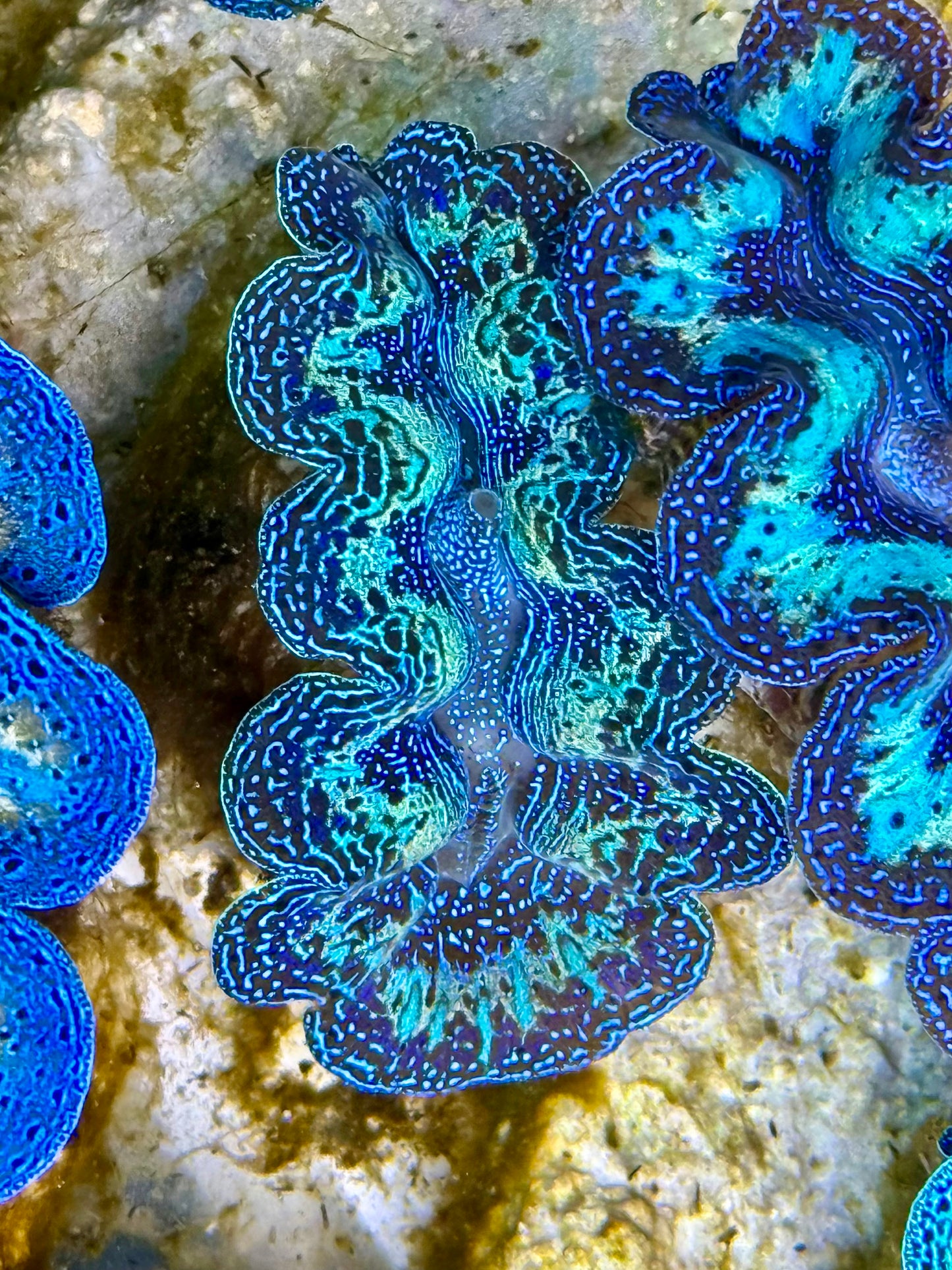 Captive Bred Cultured Rainbow Tridacna Clam 2” to 2.5 inches N