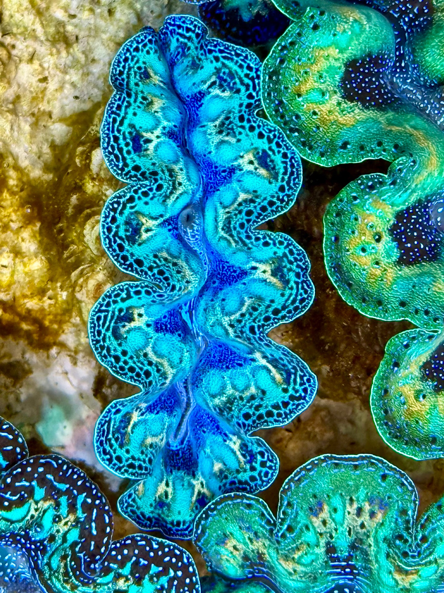 Captive Bred Cultured Rainbow Tridacna Clam 2” to 2.5 inches N