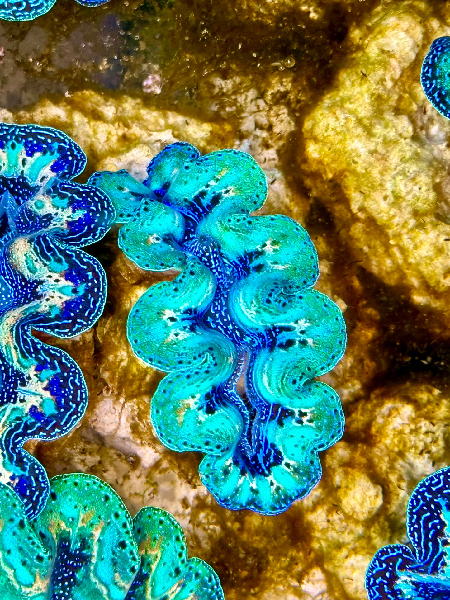 Captive Bred Cultured Rainbow Tridacna Clam 2” to 2.5 inches N