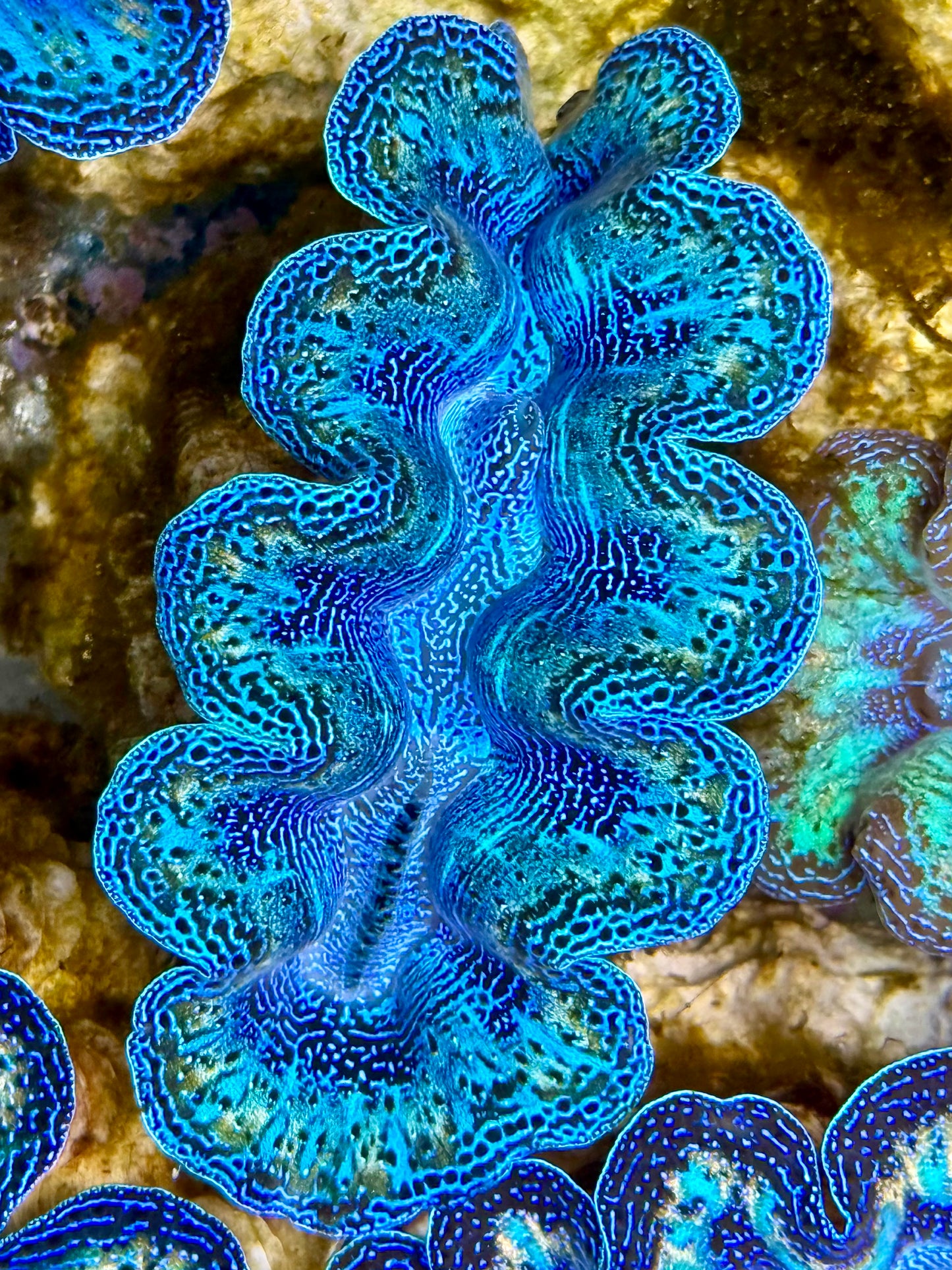 Captive Bred Cultured Rainbow Tridacna Clam 2” to 2.5 inches N