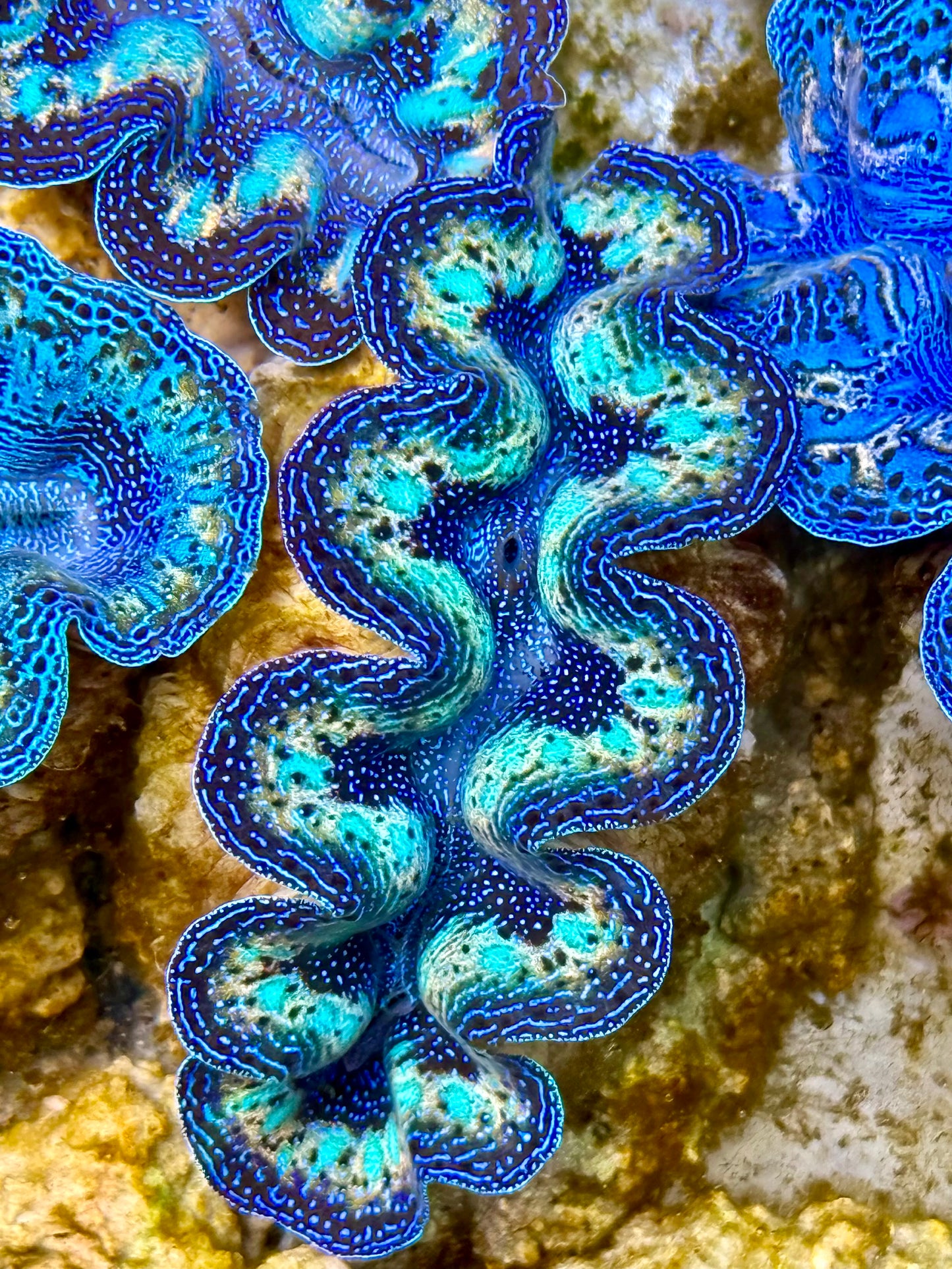 Captive Bred Cultured Rainbow Tridacna Clam 2” to 2.5 inches N