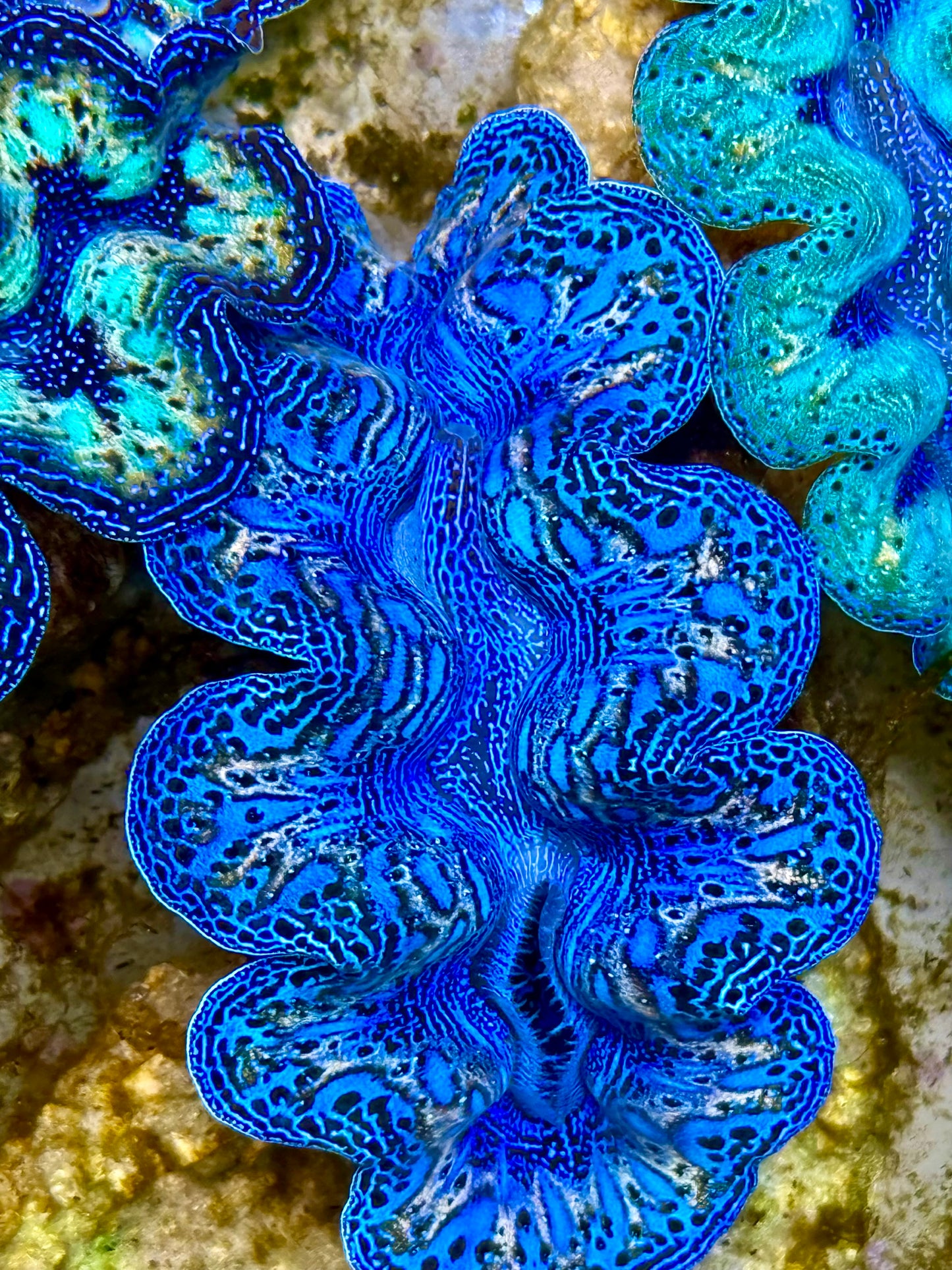 Captive Bred Cultured Rainbow Tridacna Clam 2” to 2.5 inches N