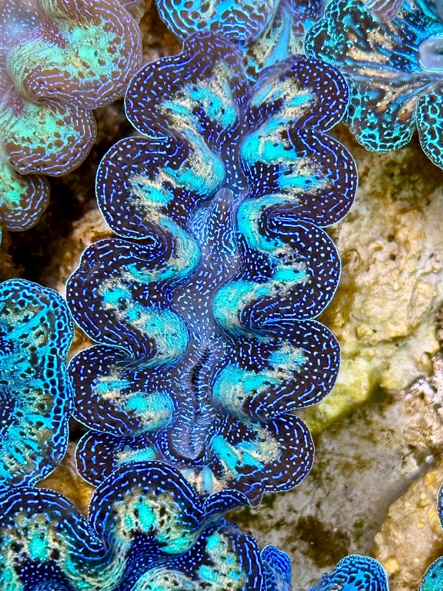 Captive Bred Cultured Rainbow Tridacna Clam 2” to 2.5 inches N