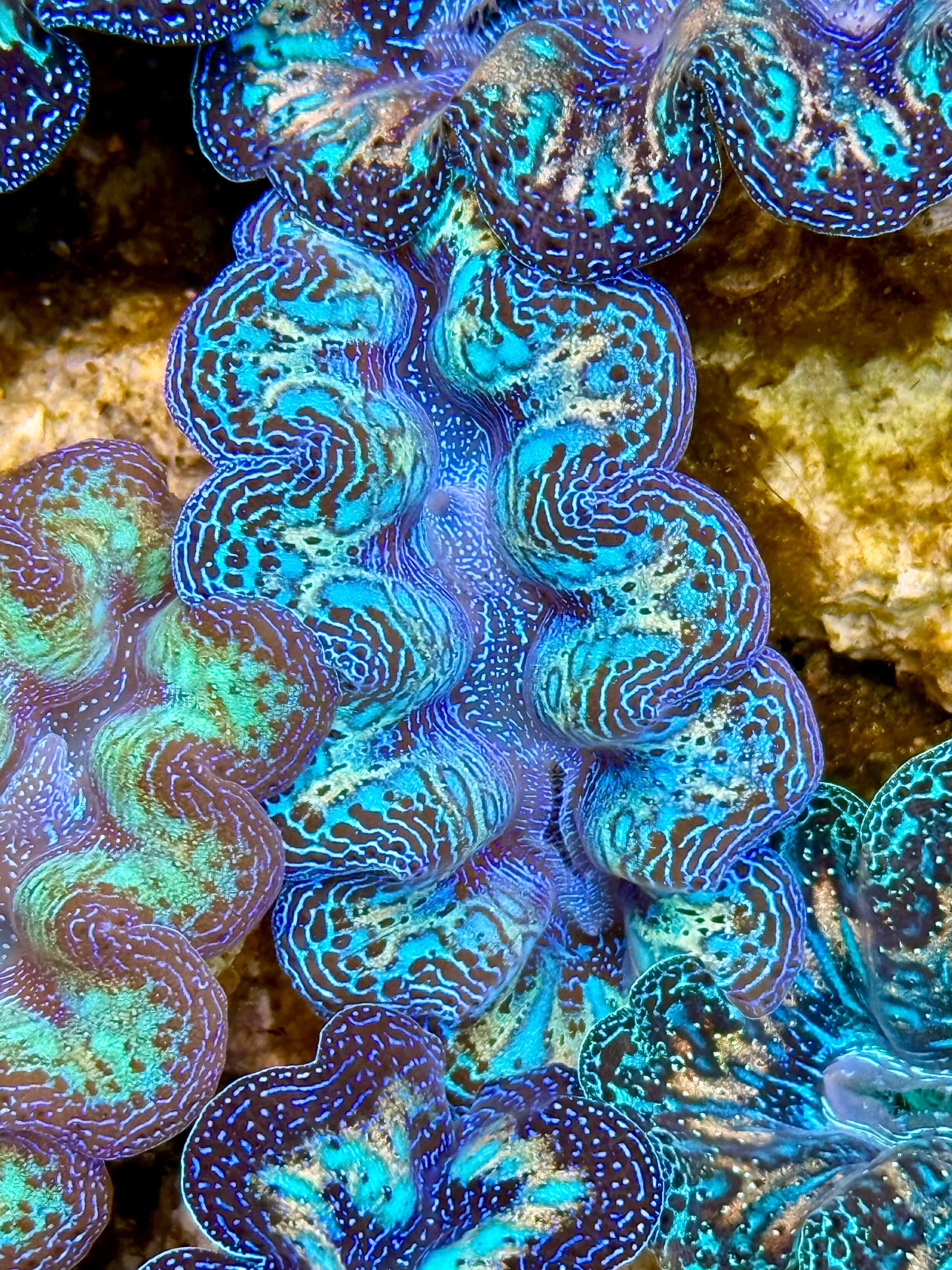 Captive Bred Cultured Rainbow Tridacna Clam 2” to 2.5 inches N