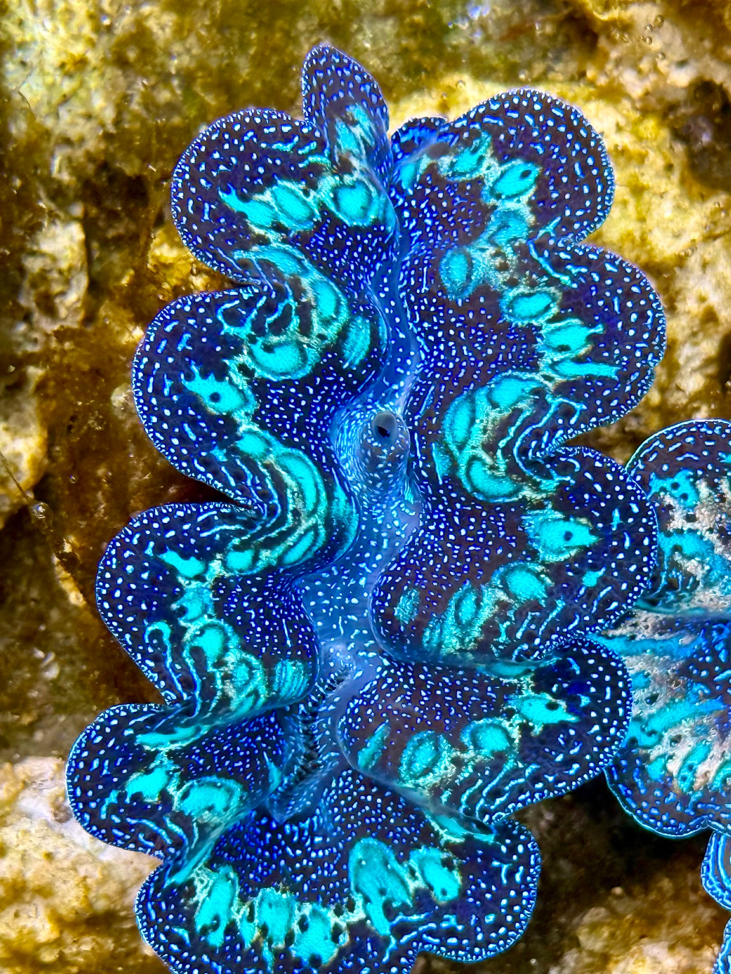 Captive Bred Cultured Rainbow Tridacna Clam 2” to 2.5 inches N