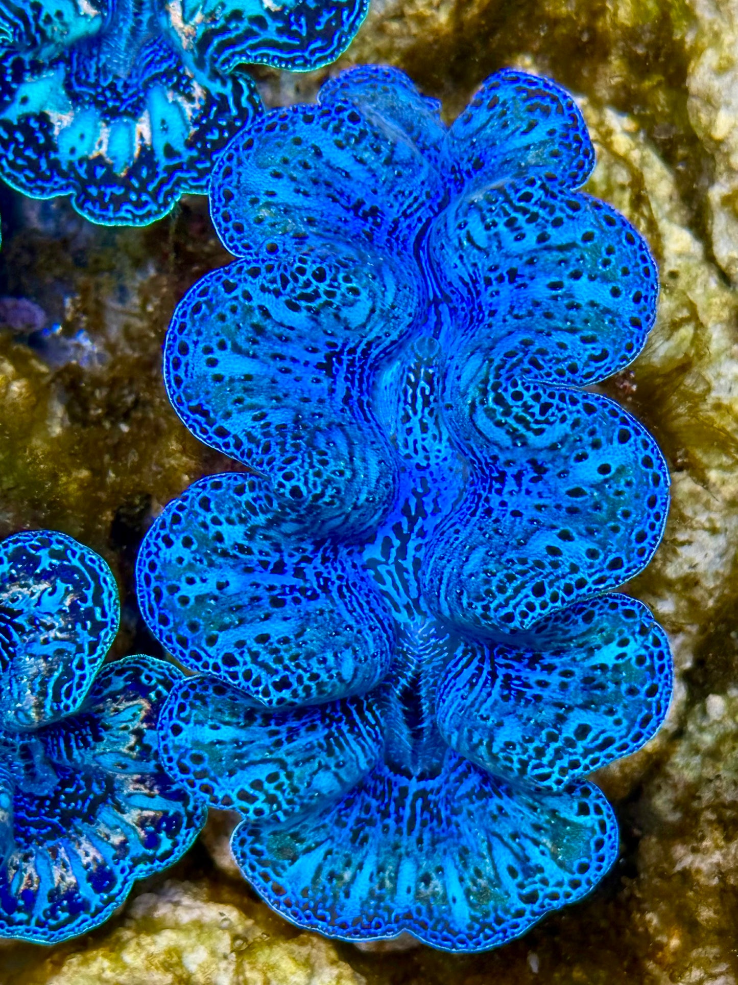 Captive Bred Cultured Rainbow Tridacna Clam 2” to 2.5 inches