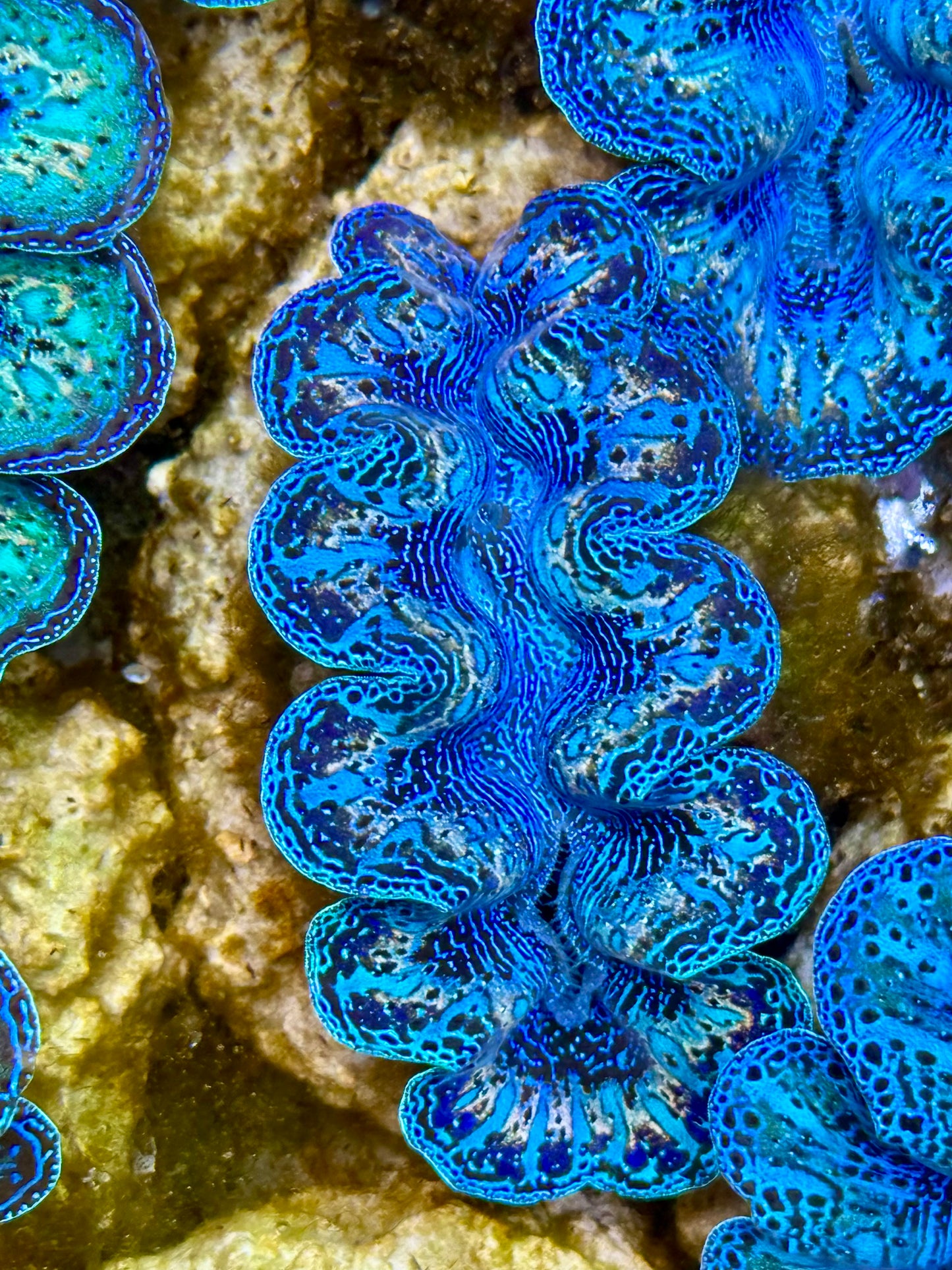 Captive Bred Cultured Rainbow Tridacna Clam 2” to 2.5 inches N