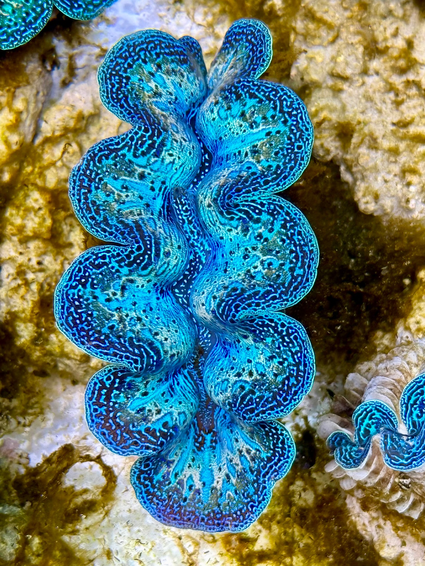 Captive Bred Cultured Rainbow Tridacna Clam 2” to 2.5 inches N