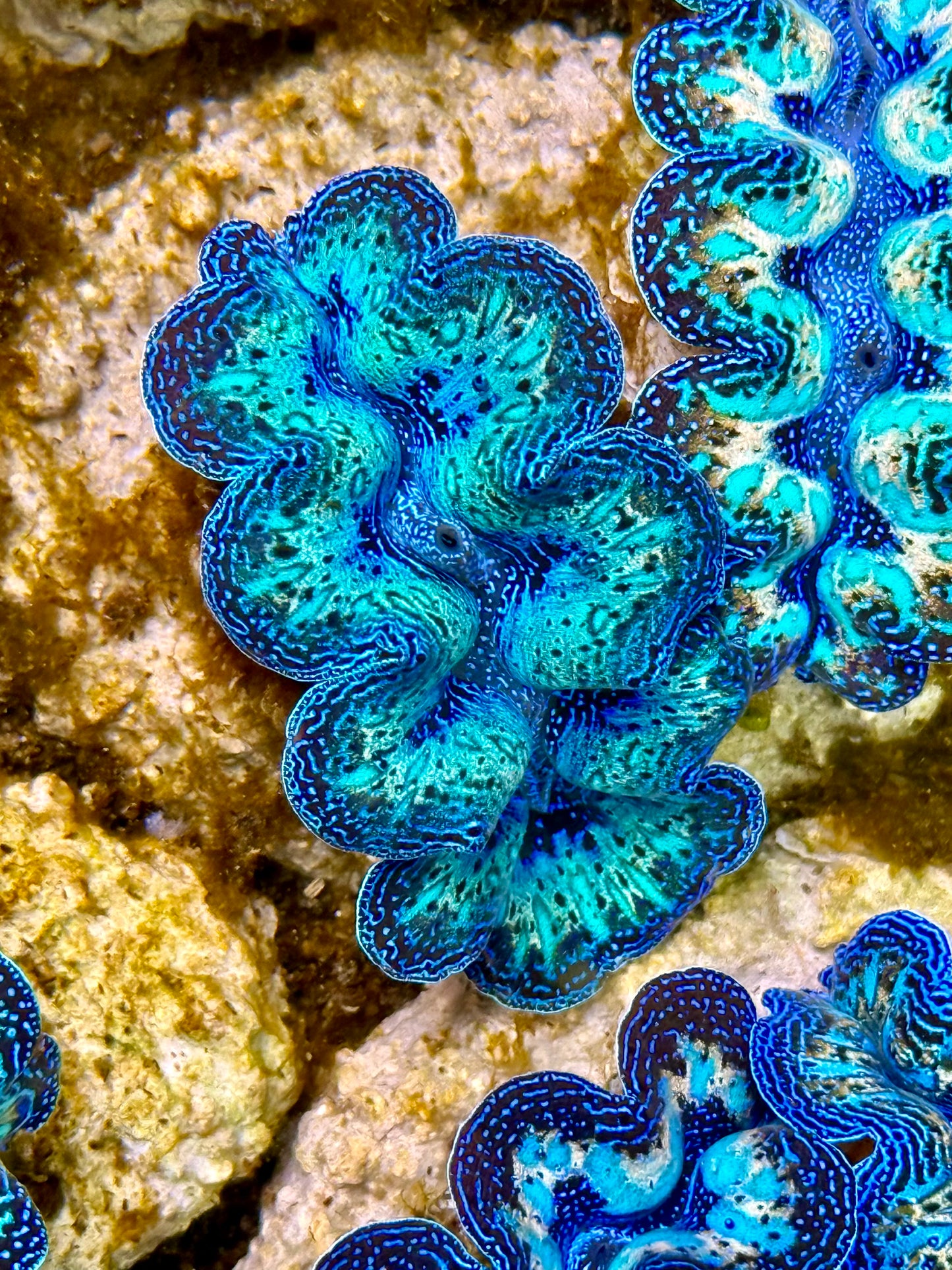 Captive Bred Cultured Rainbow Tridacna Clam 2” to 2.5 inches N