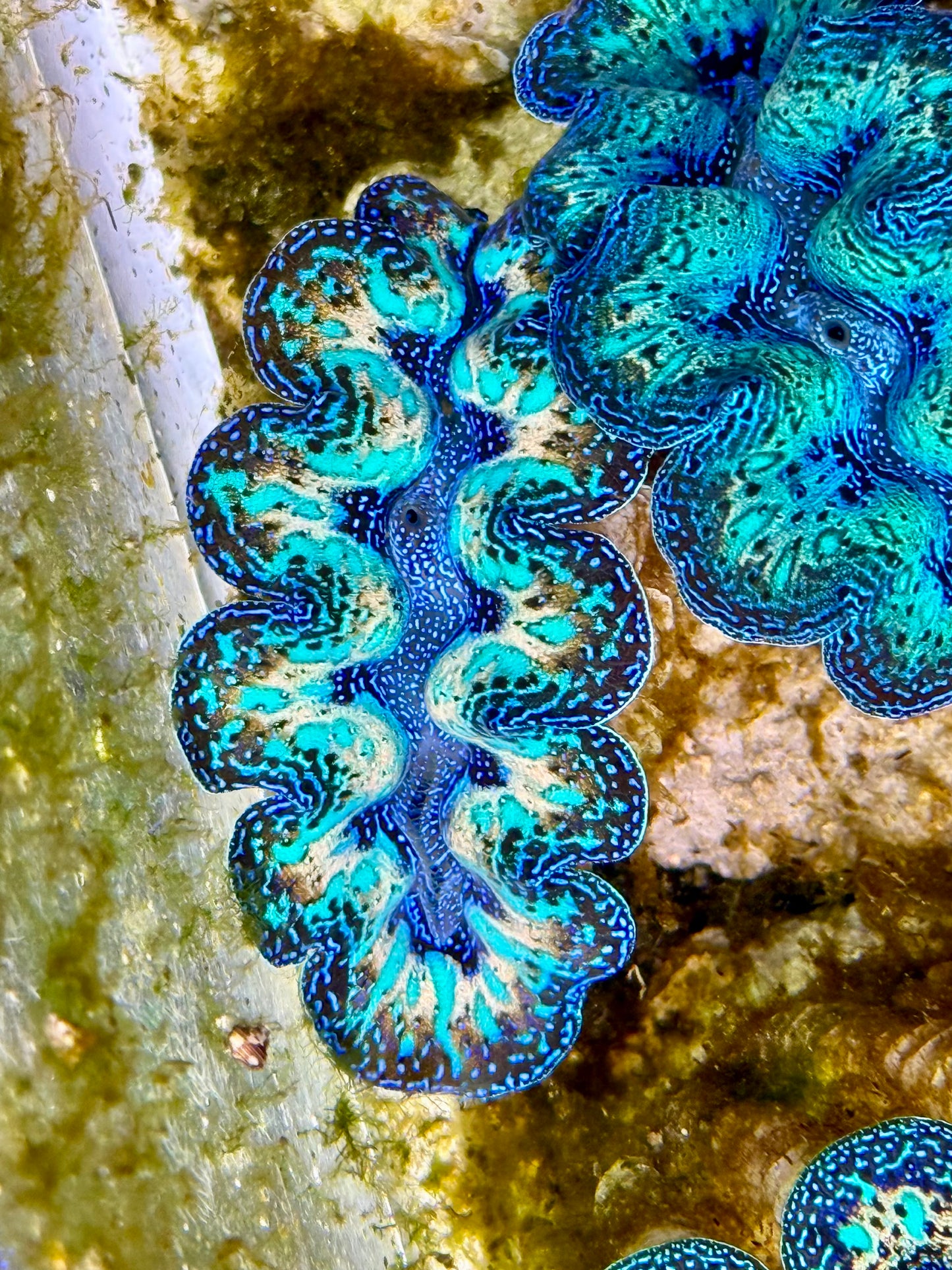 Captive Bred Cultured Rainbow Tridacna Clam 2” to 2.5 inches N