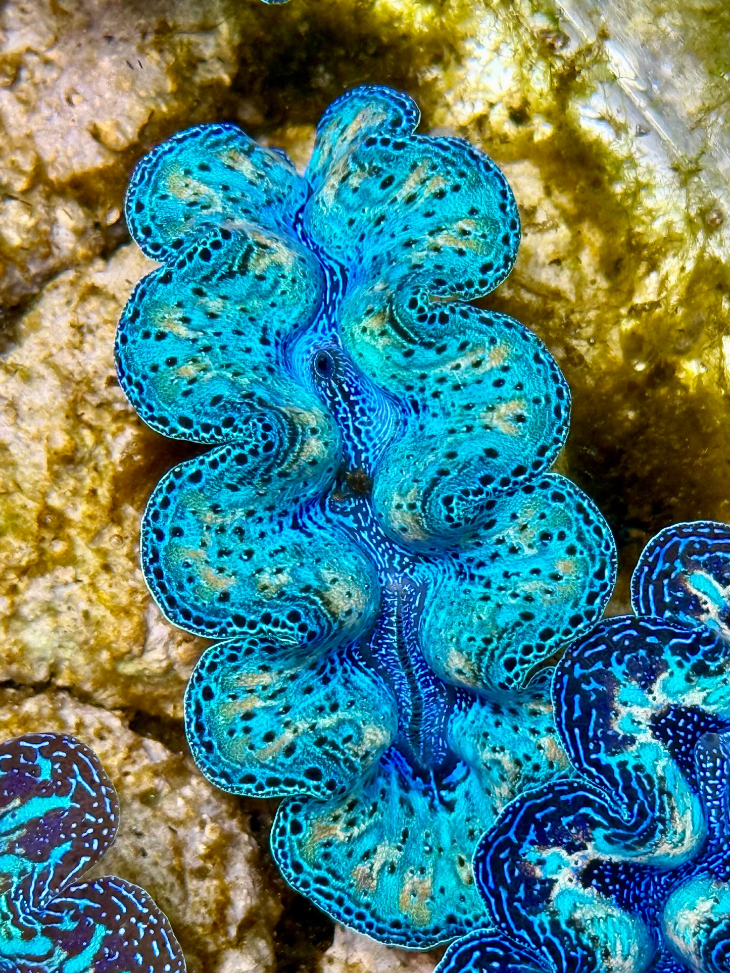 Captive Bred Cultured Rainbow Tridacna Clam 2” to 2.5 inches N