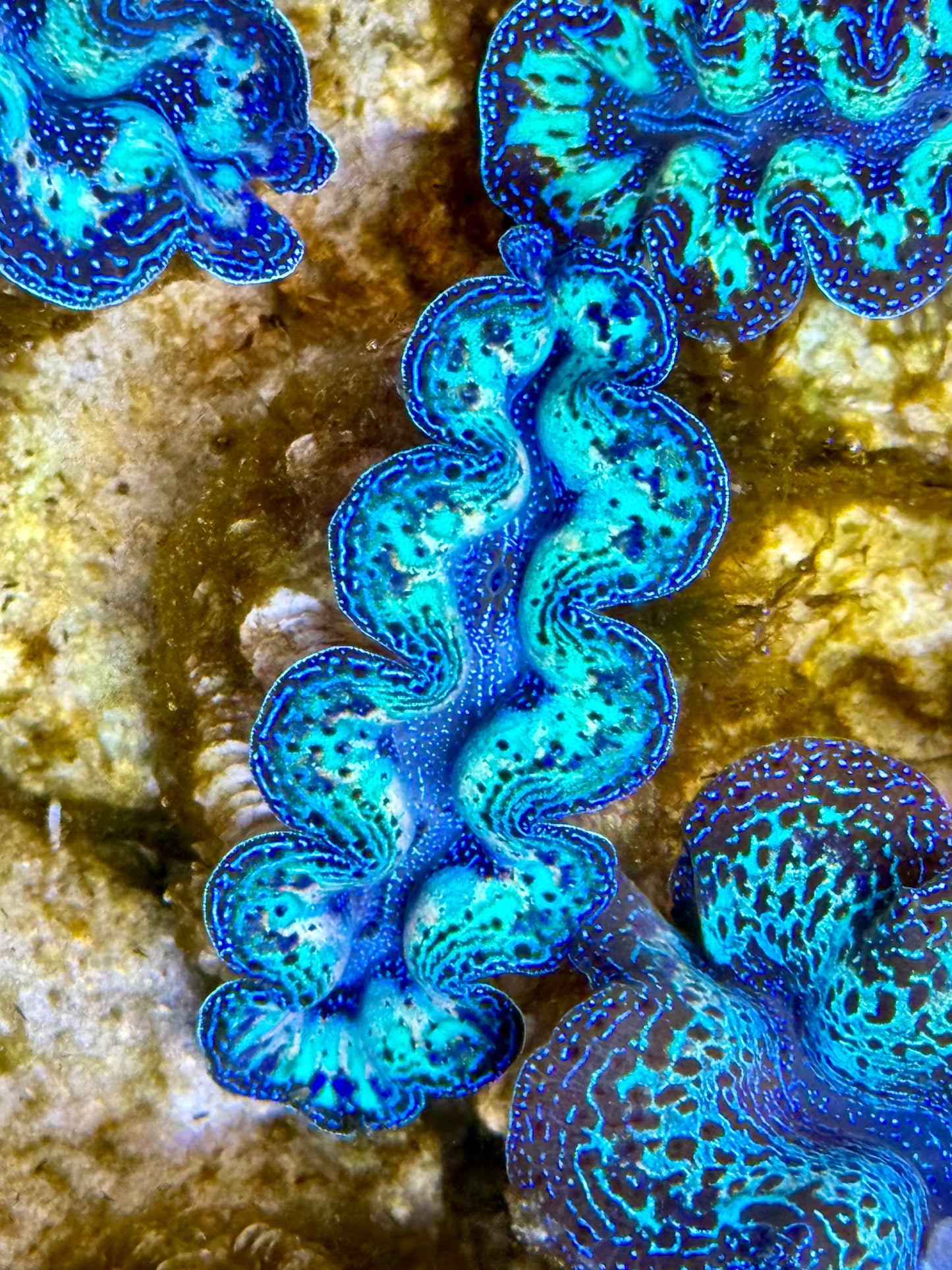 Captive Bred Cultured Rainbow Tridacna Clam 2” to 2.5 inches O