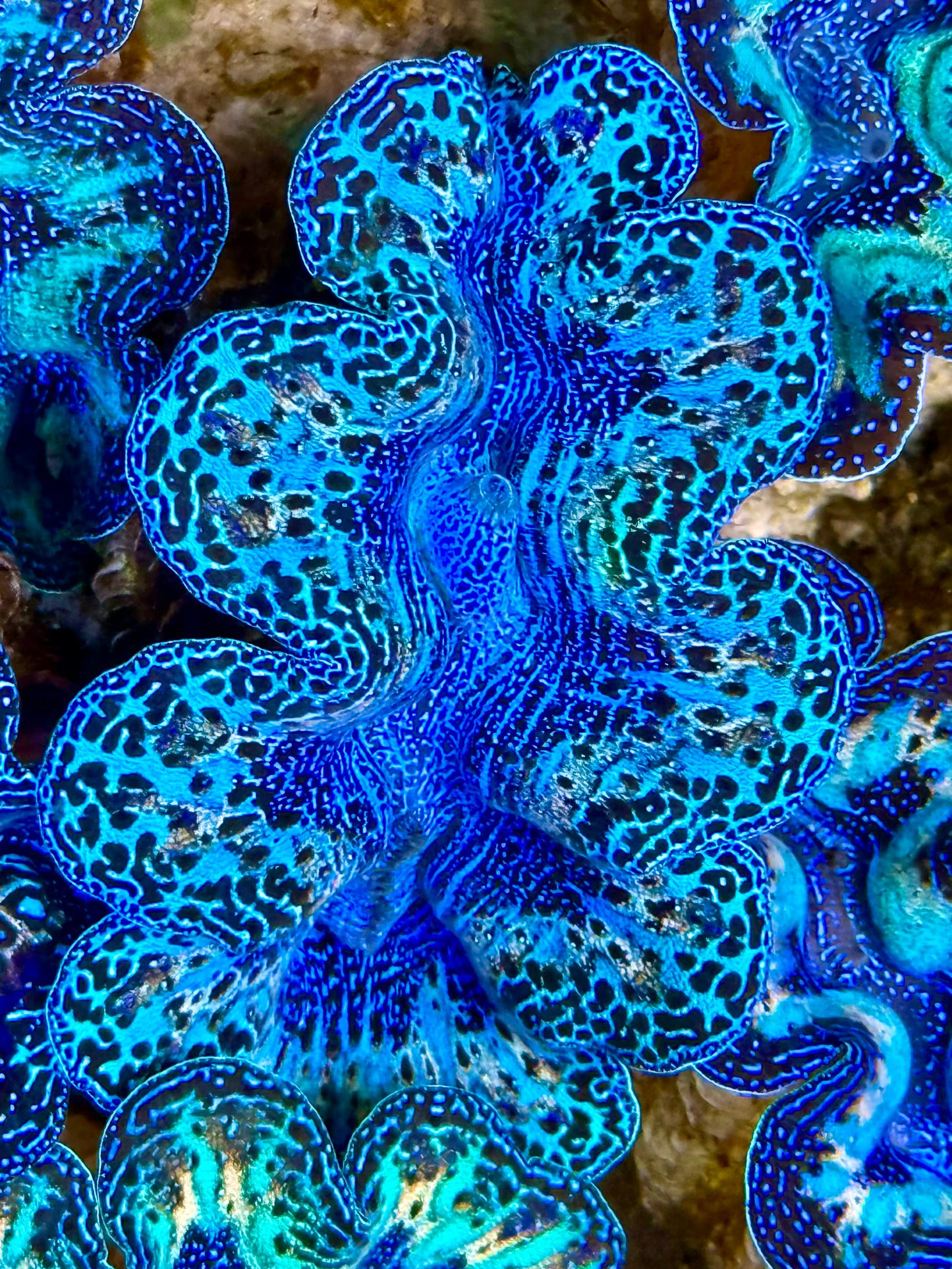 Captive Bred Cultured Rainbow Tridacna Clam 2” to 2.5 inches O