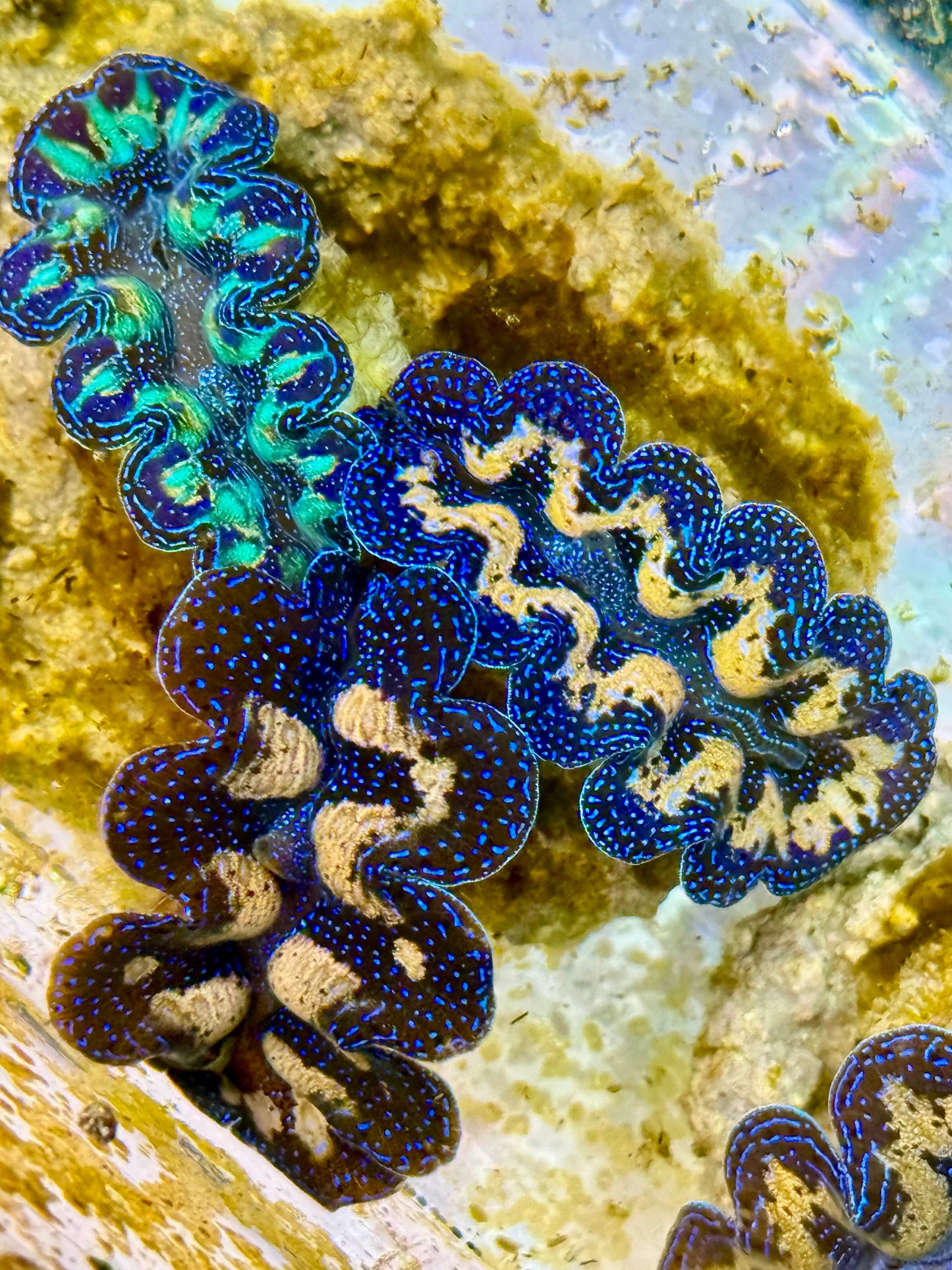 Captive Bred Cultured Tridacna Clam 3 clam set 2” to 2.5 inches P