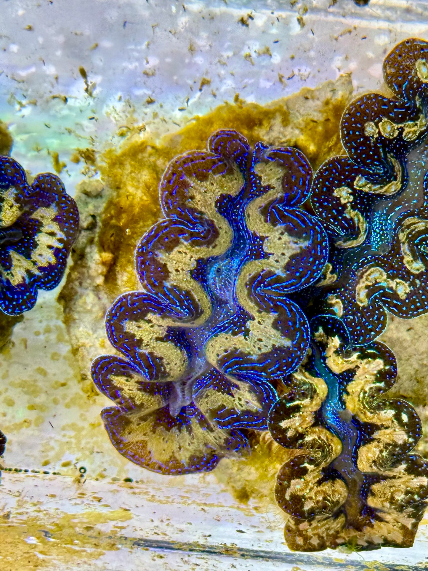Captive Bred Cultured Tridacna Clam 2” to 2.5 inches P