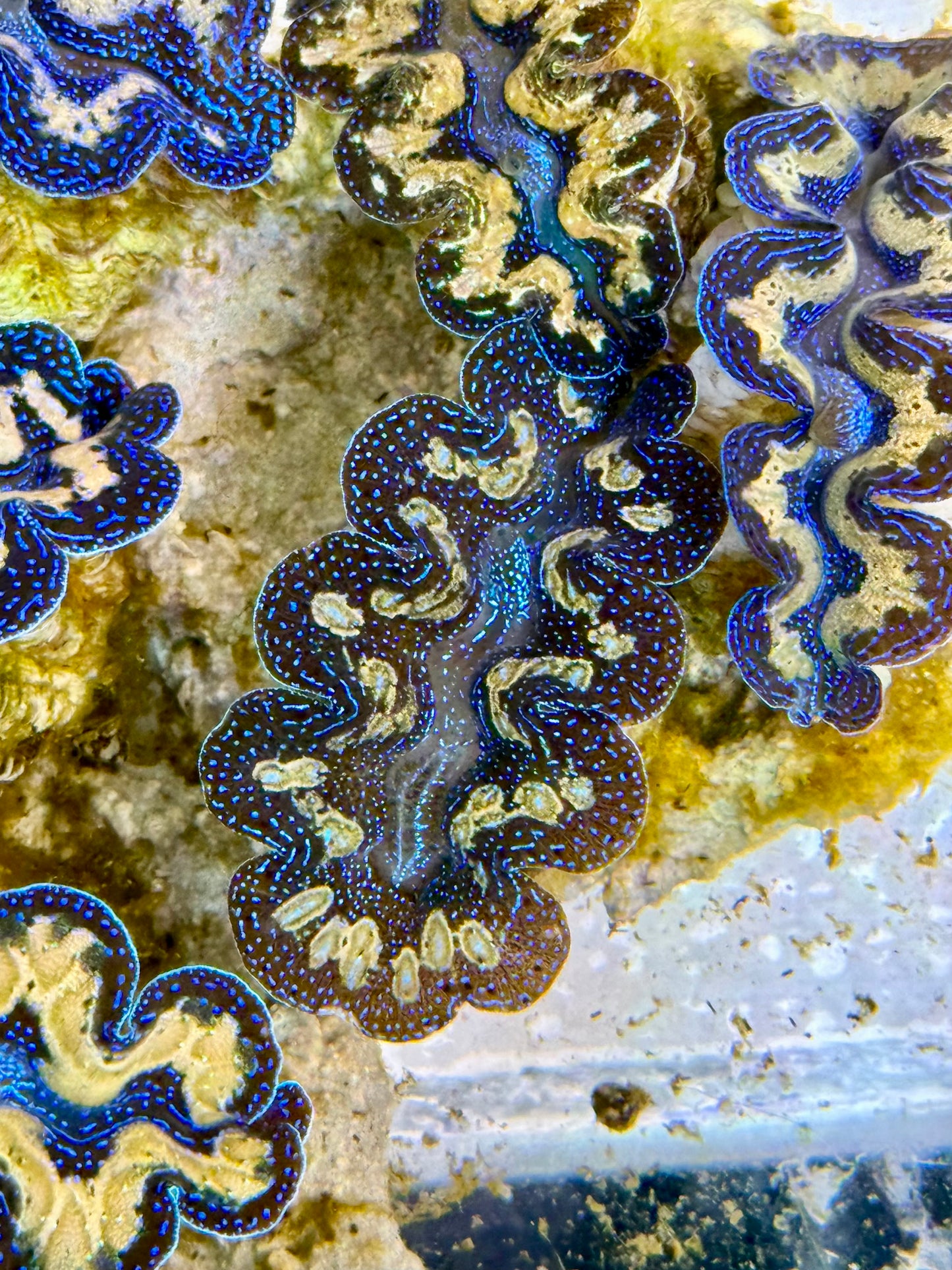 Captive Bred Cultured Teardrop Tridacna Clam 2” to 2.5 inches P