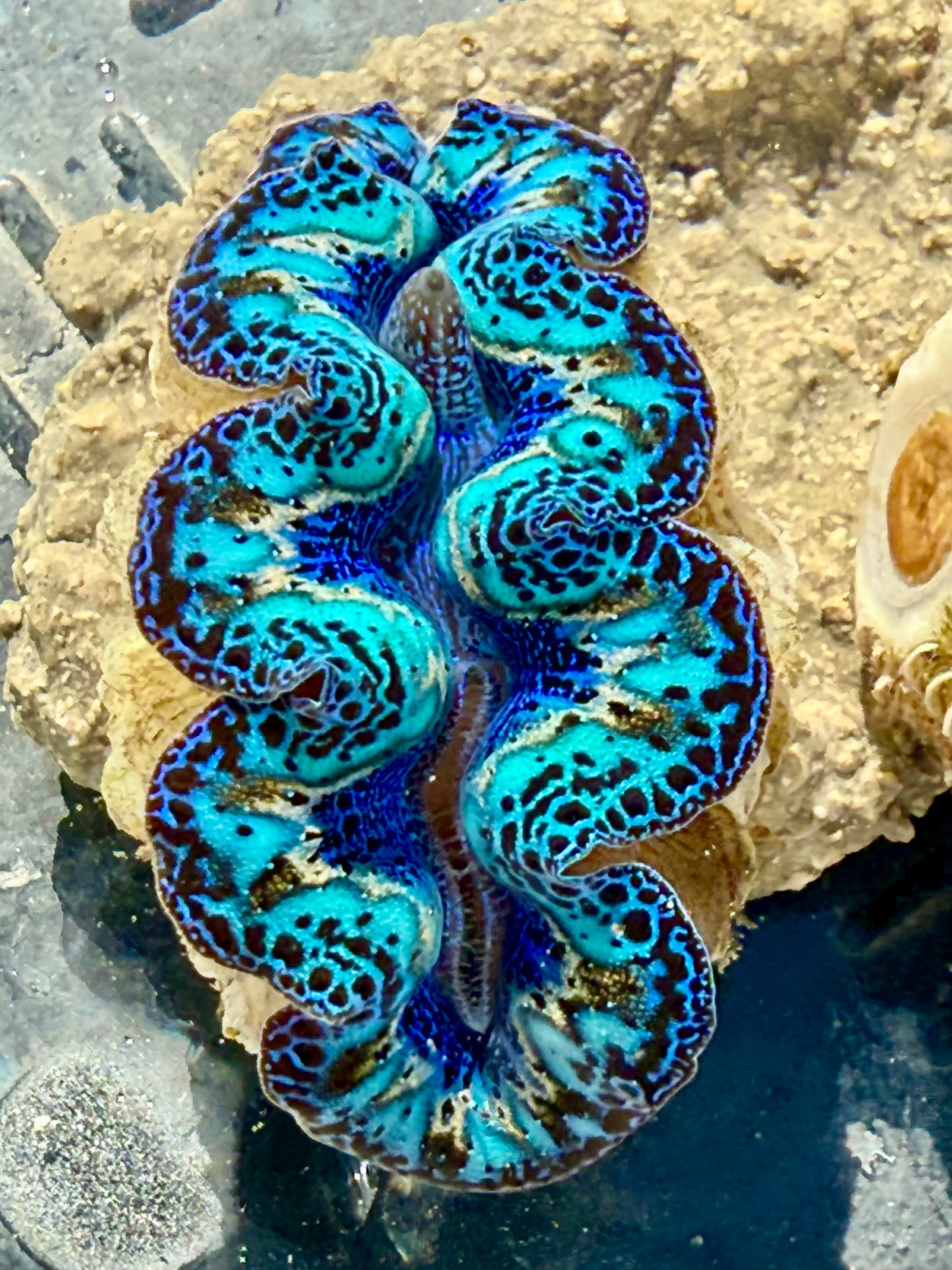 Captive Bred Cultured Rainbow Tridacna Clam 2” to 2.5 inches OD T1