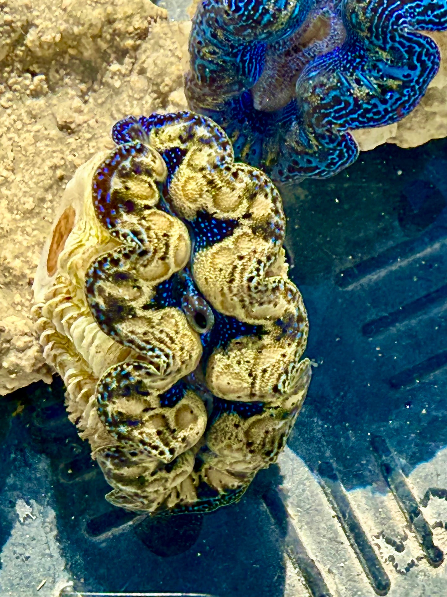 Captive Bred Cultured Tridacna Clam 2” to 2.5 inches OD T1