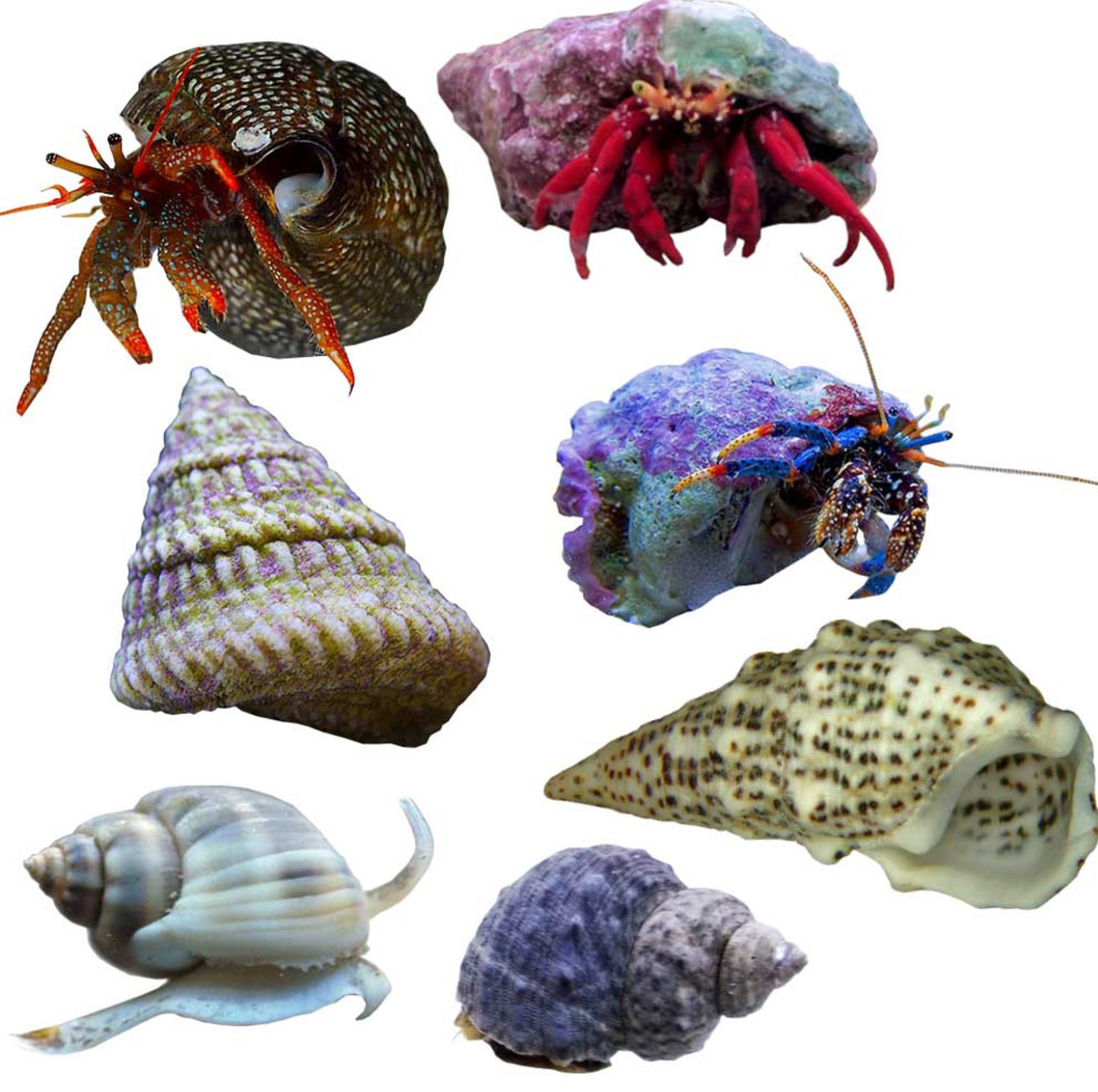 Red leg hermit crabs
