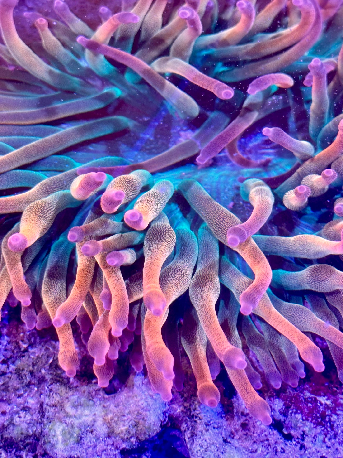 Reef Balance Pack – Ultra Rainbow Anemone + Clean-Up Crew (10ct)