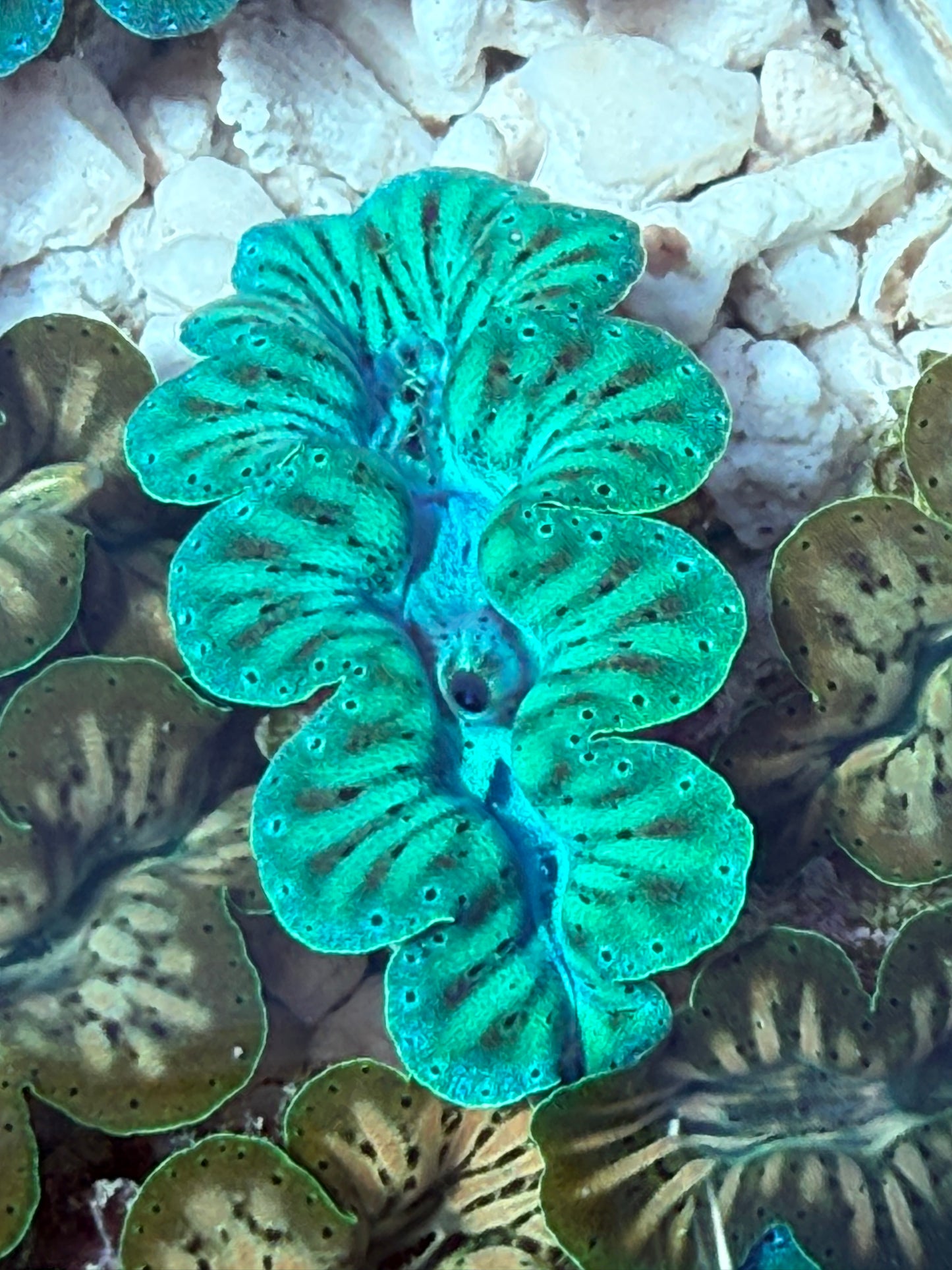 Rare 1” Captive bred neon turquoise Noae clam
