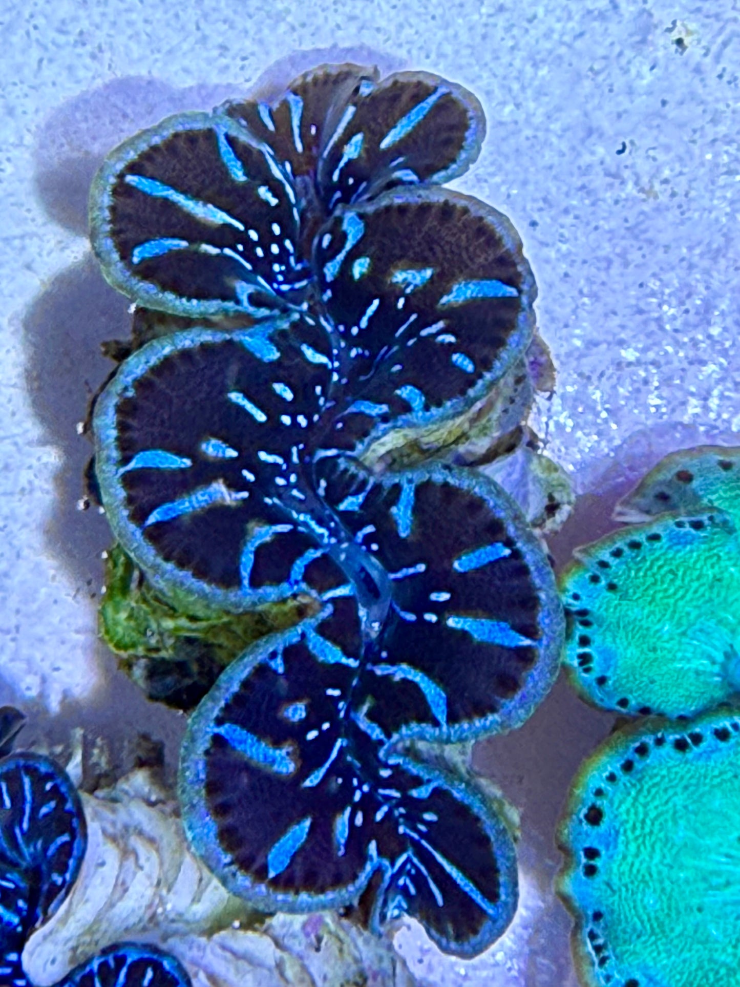 Cultured Maxima Clam with black mantle and electric blue lines
